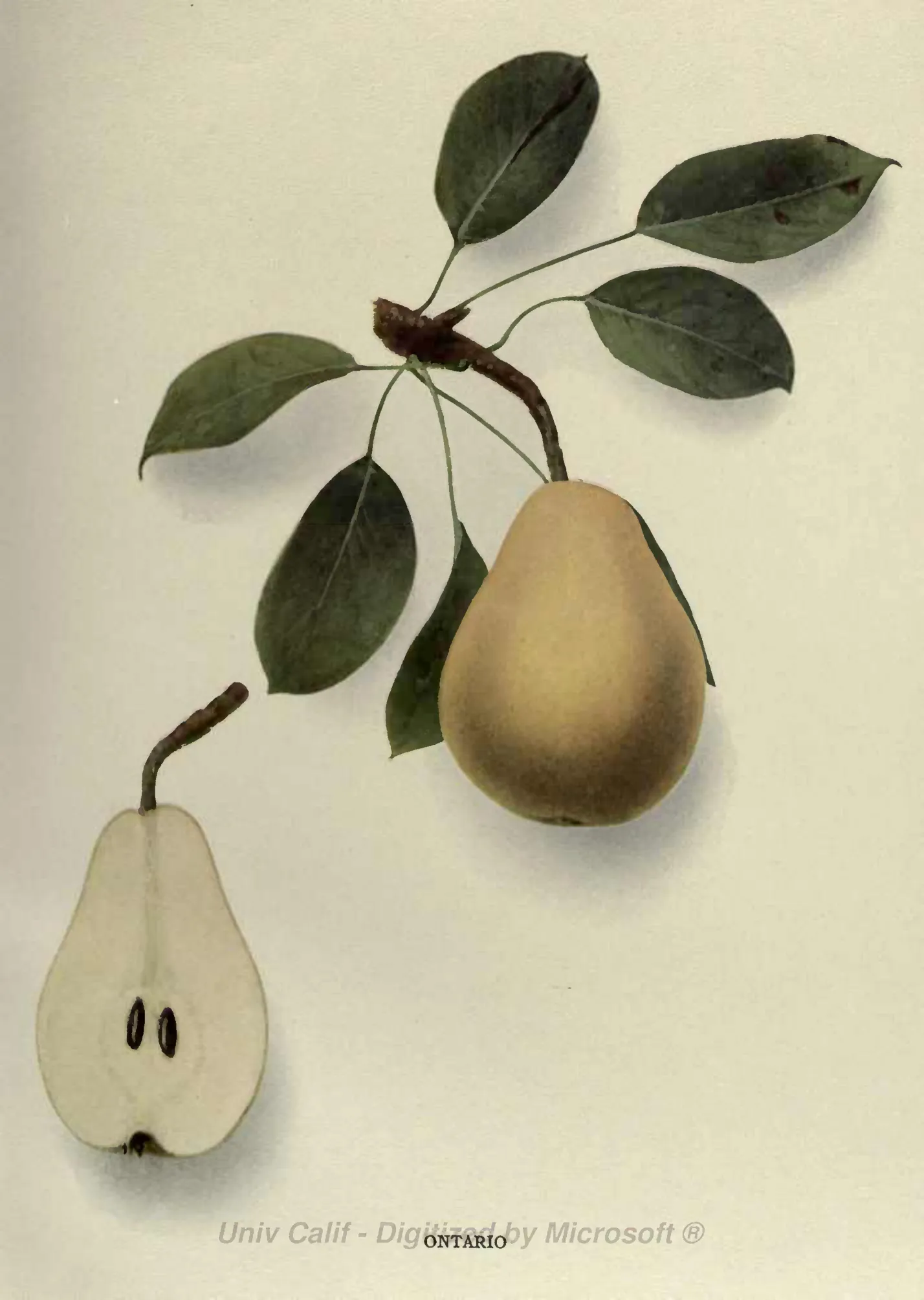 Illustration of Ontario