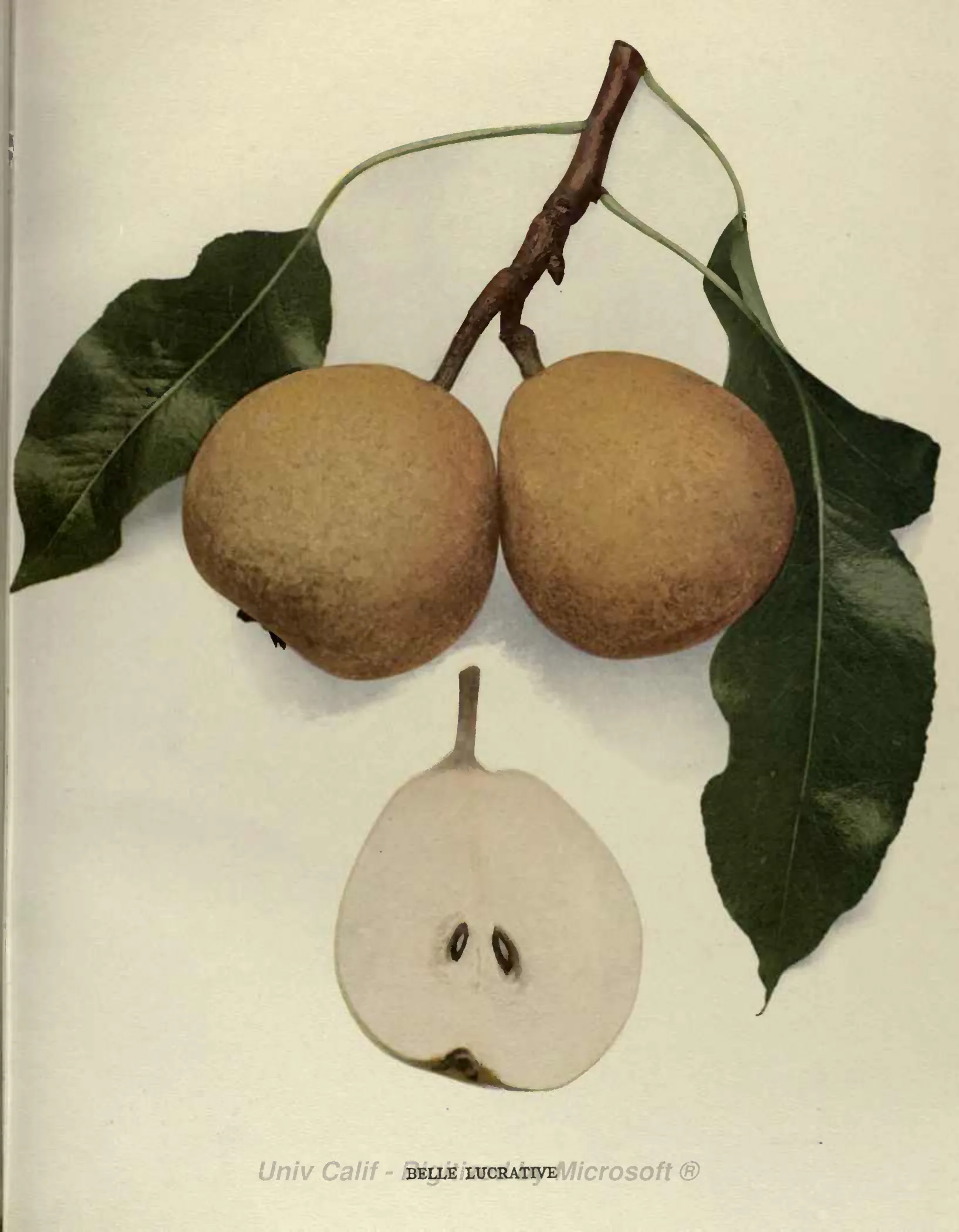 Illustration from Hedrick, The Pears of New York (1921)