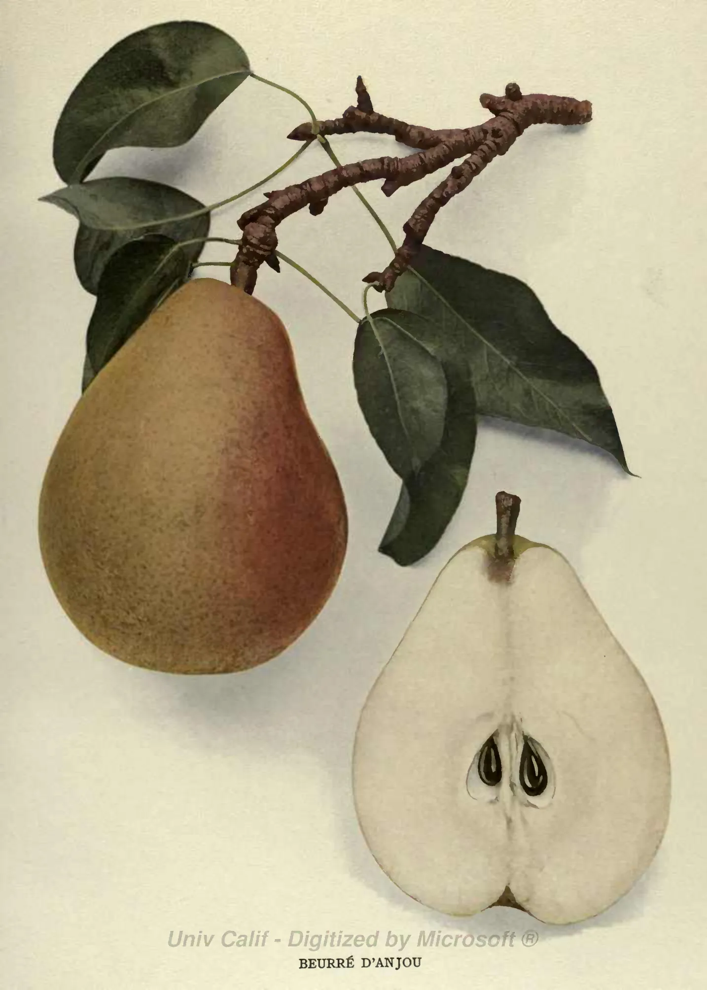 Illustration from Hedrick, The Pears of New York (1921)