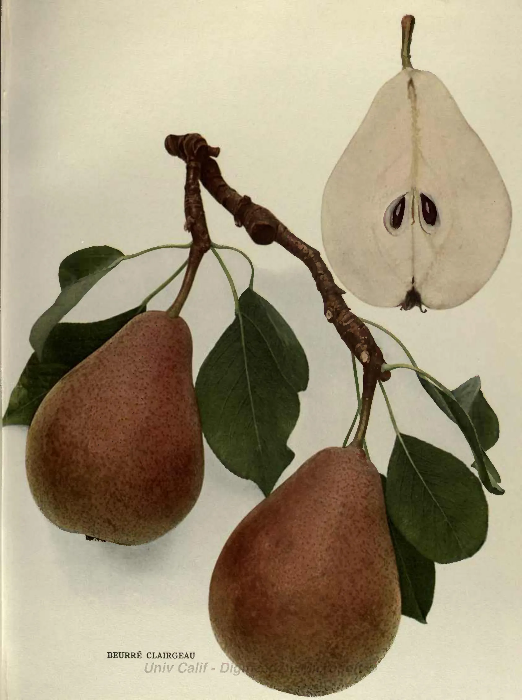 Illustration from Hedrick, The Pears of New York (1921)