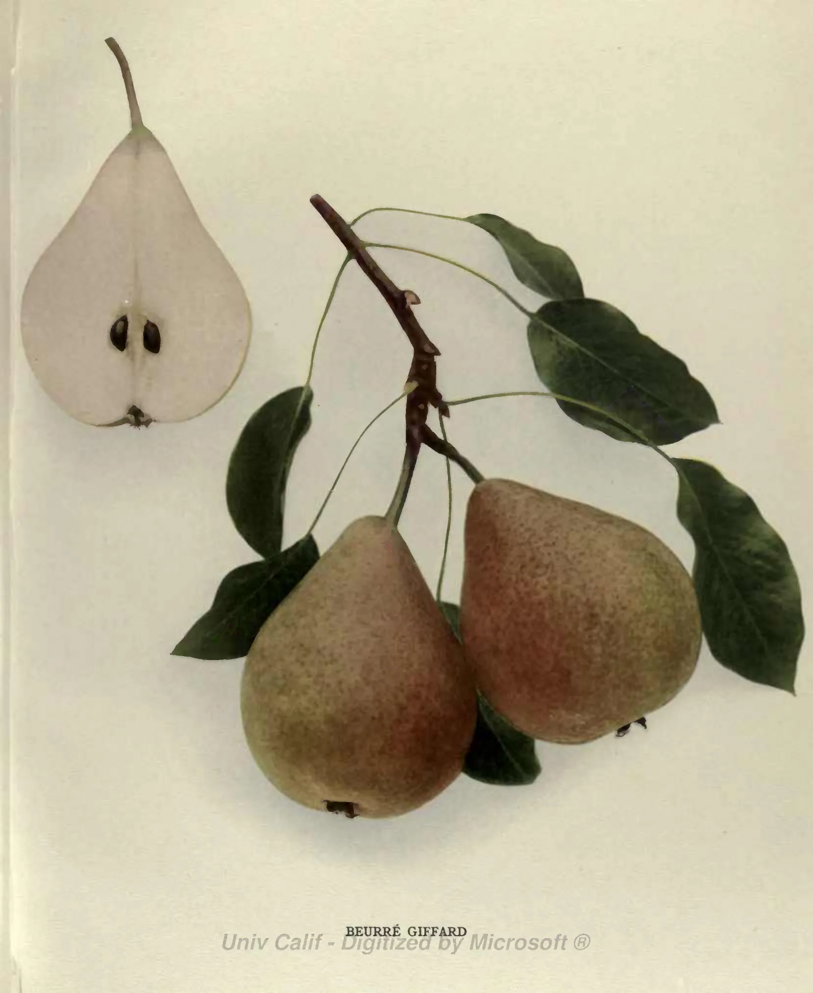 Illustration from Hedrick, The Pears of New York (1921)