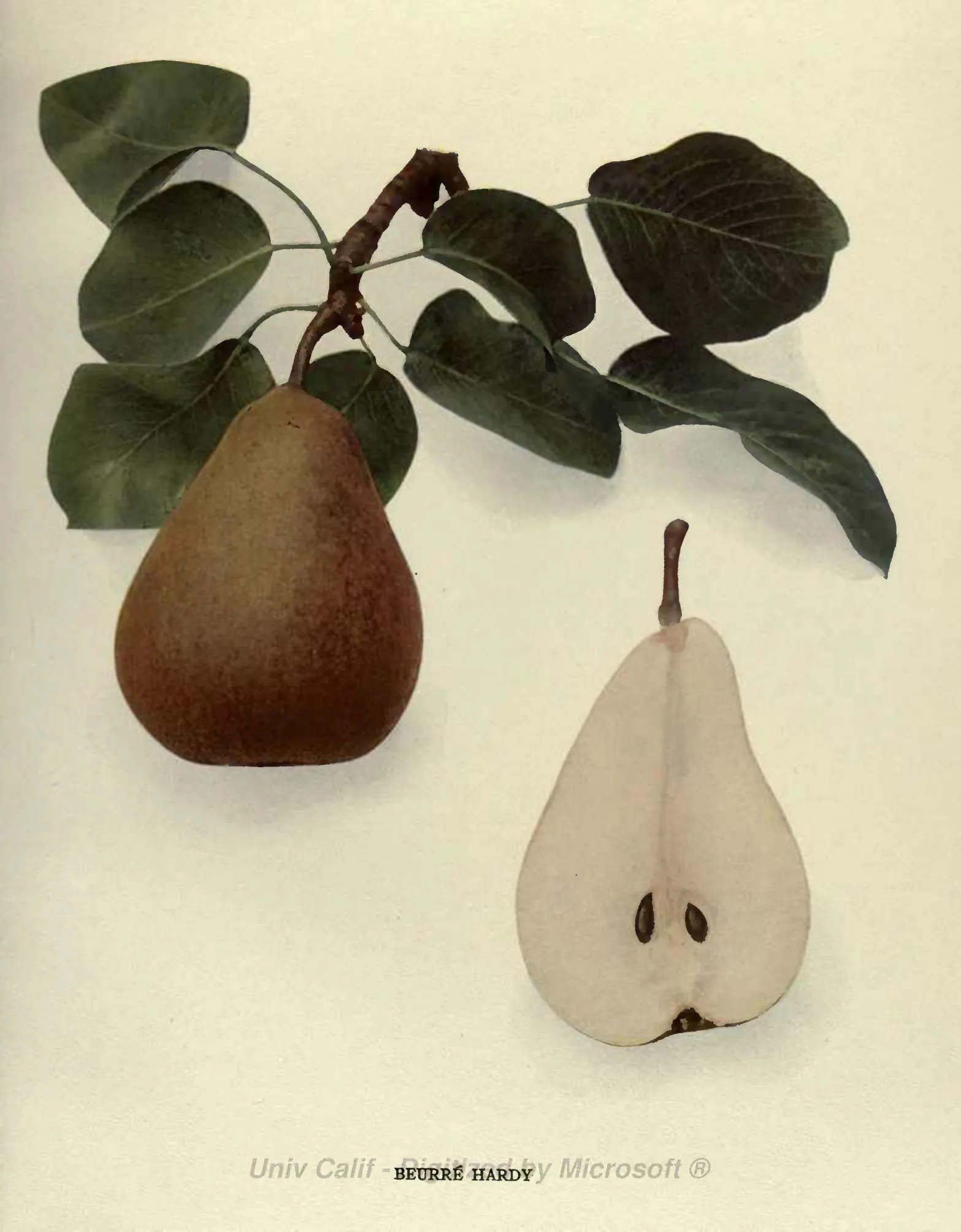 Illustration from Hedrick, The Pears of New York (1921)