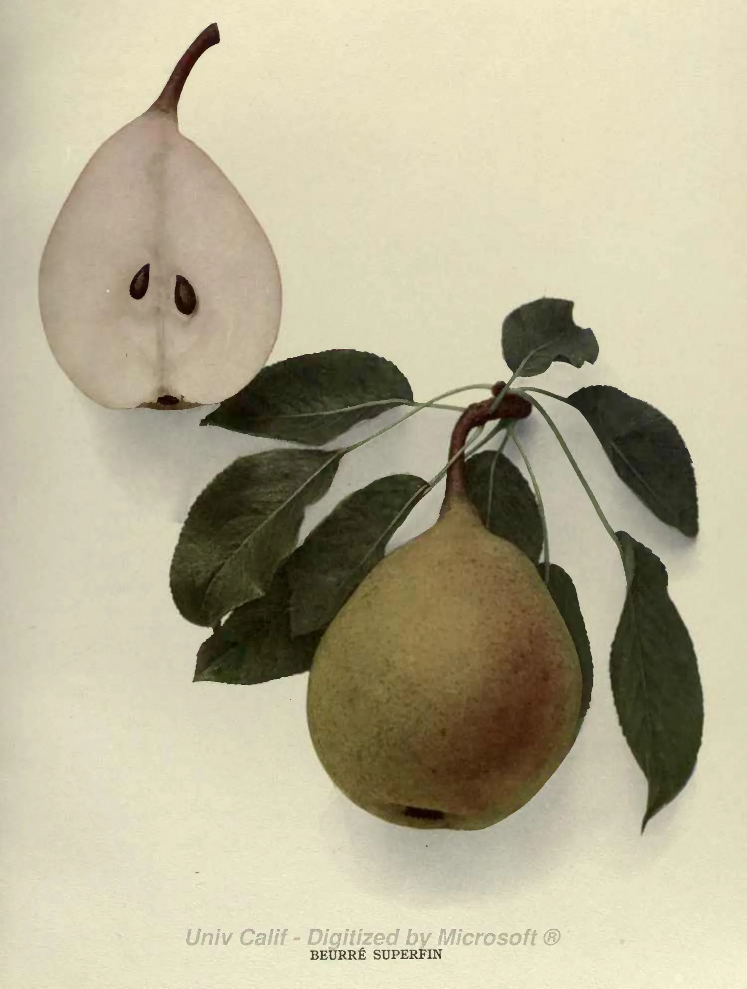 Illustration from Hedrick, The Pears of New York (1921)