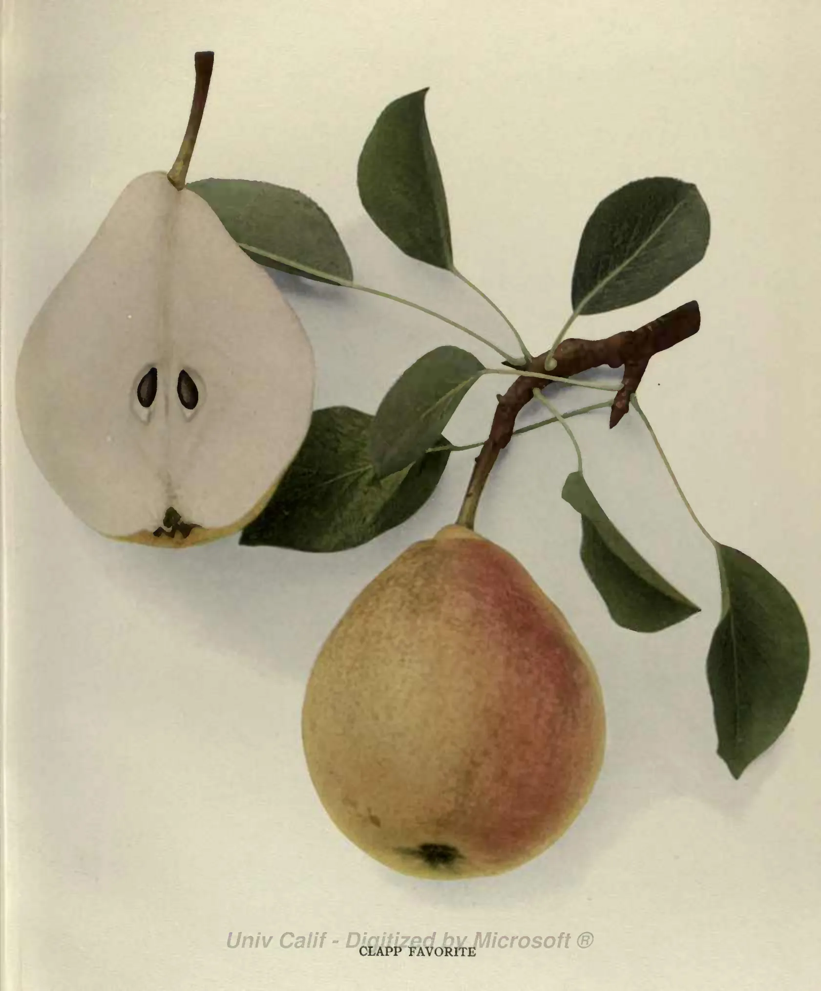 Illustration from Hedrick, The Pears of New York (1921)