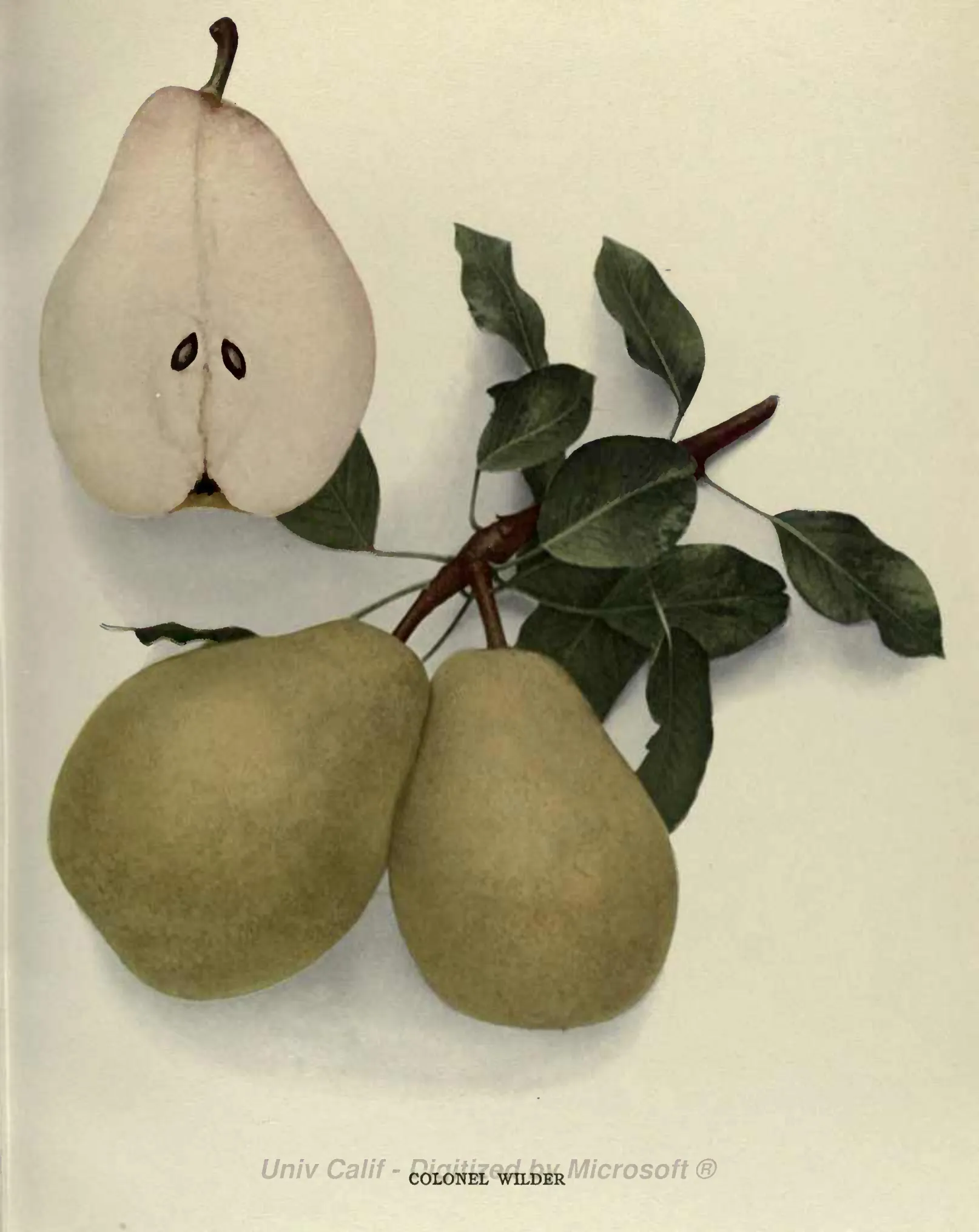 Illustration from Hedrick, The Pears of New York (1921)