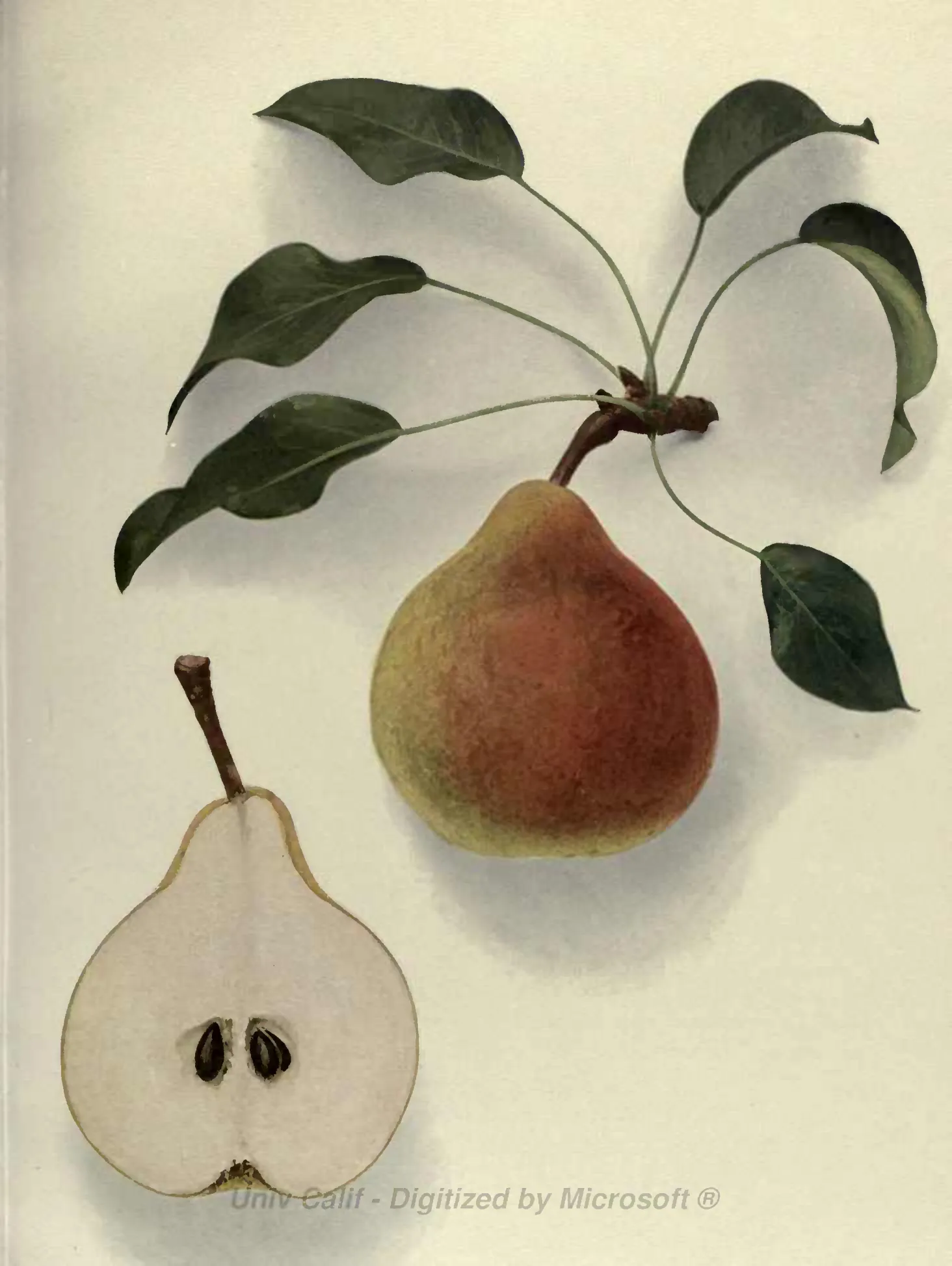 Illustration from Hedrick, The Pears of New York (1921)