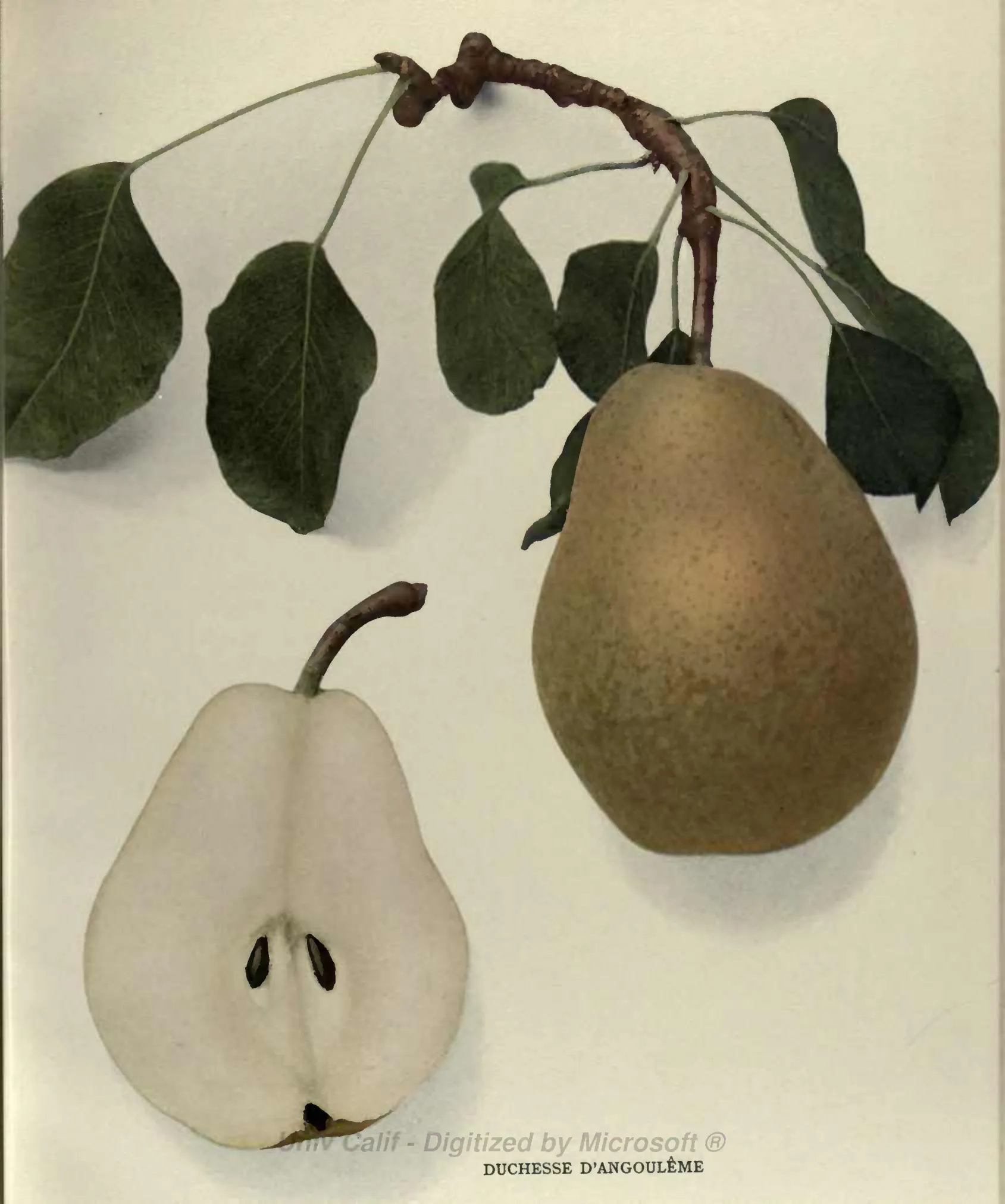 Illustration from Hedrick, The Pears of New York (1921)