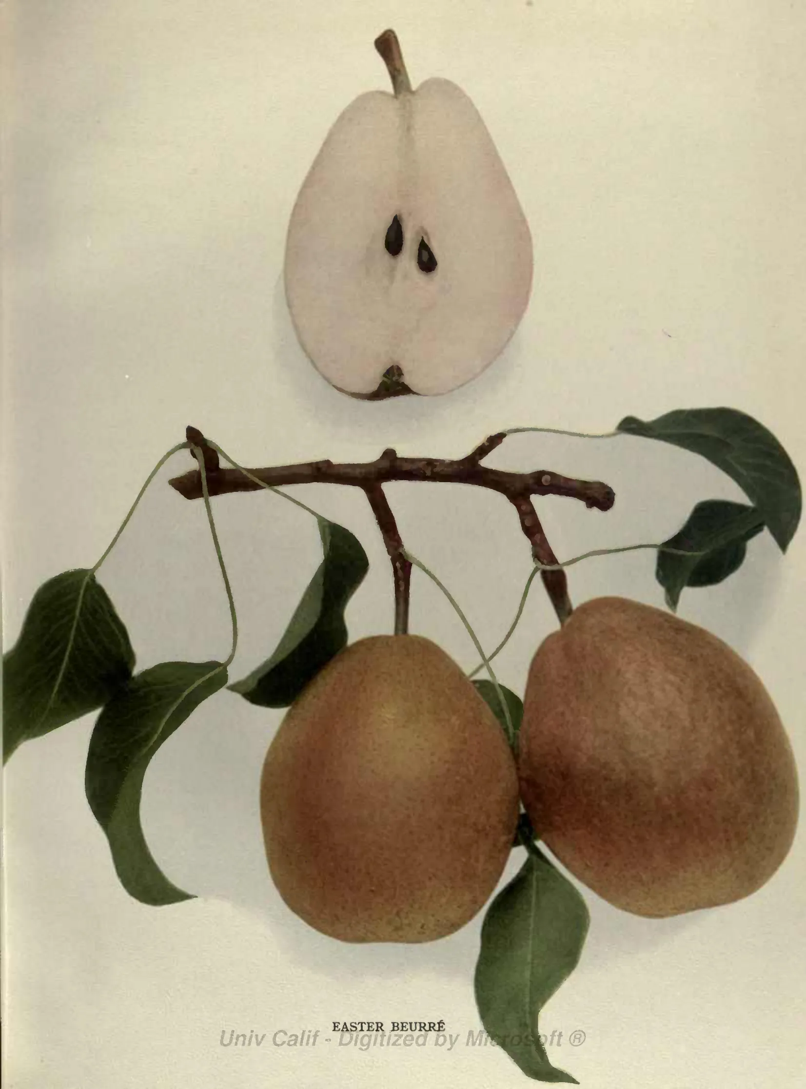 Illustration from Hedrick, The Pears of New York (1921)