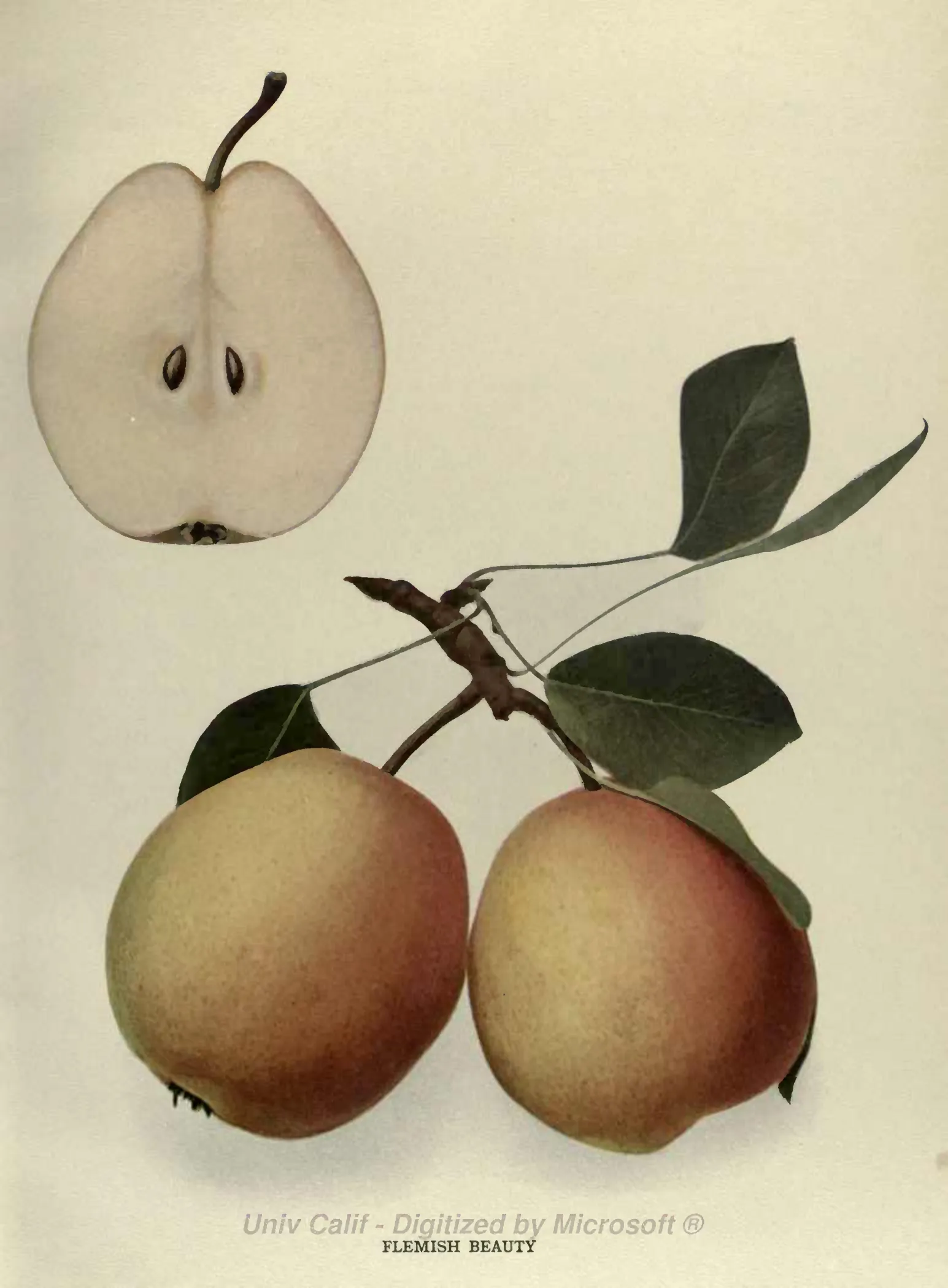 Illustration from Hedrick, The Pears of New York (1921)