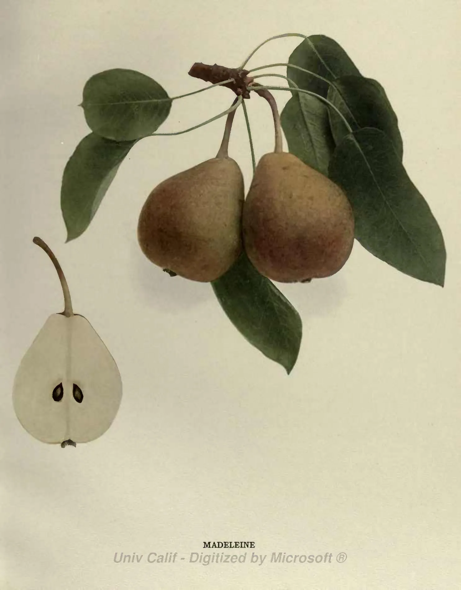 Illustration from Hedrick, The Pears of New York (1921)
