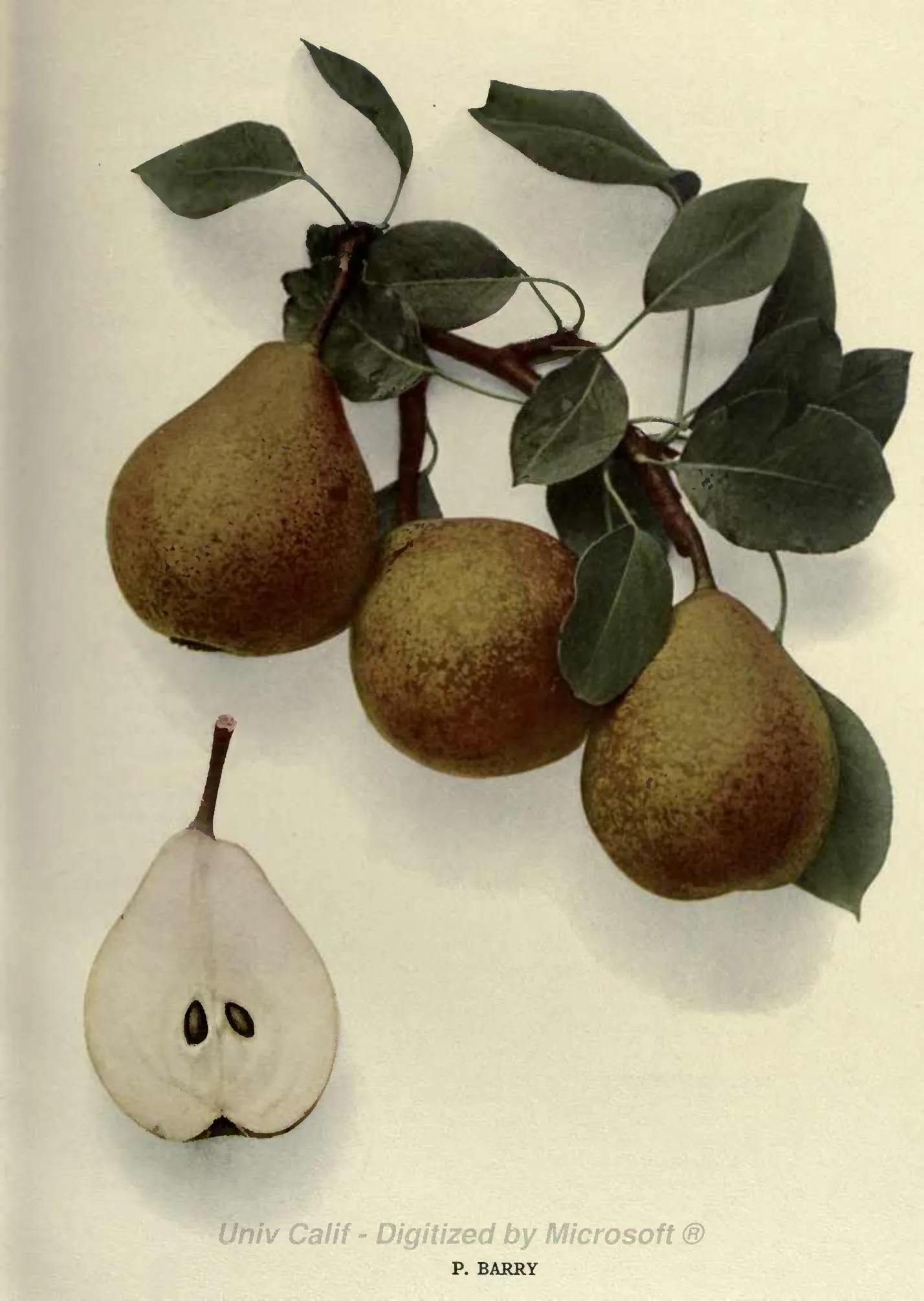 Illustration from Hedrick, The Pears of New York (1921)
