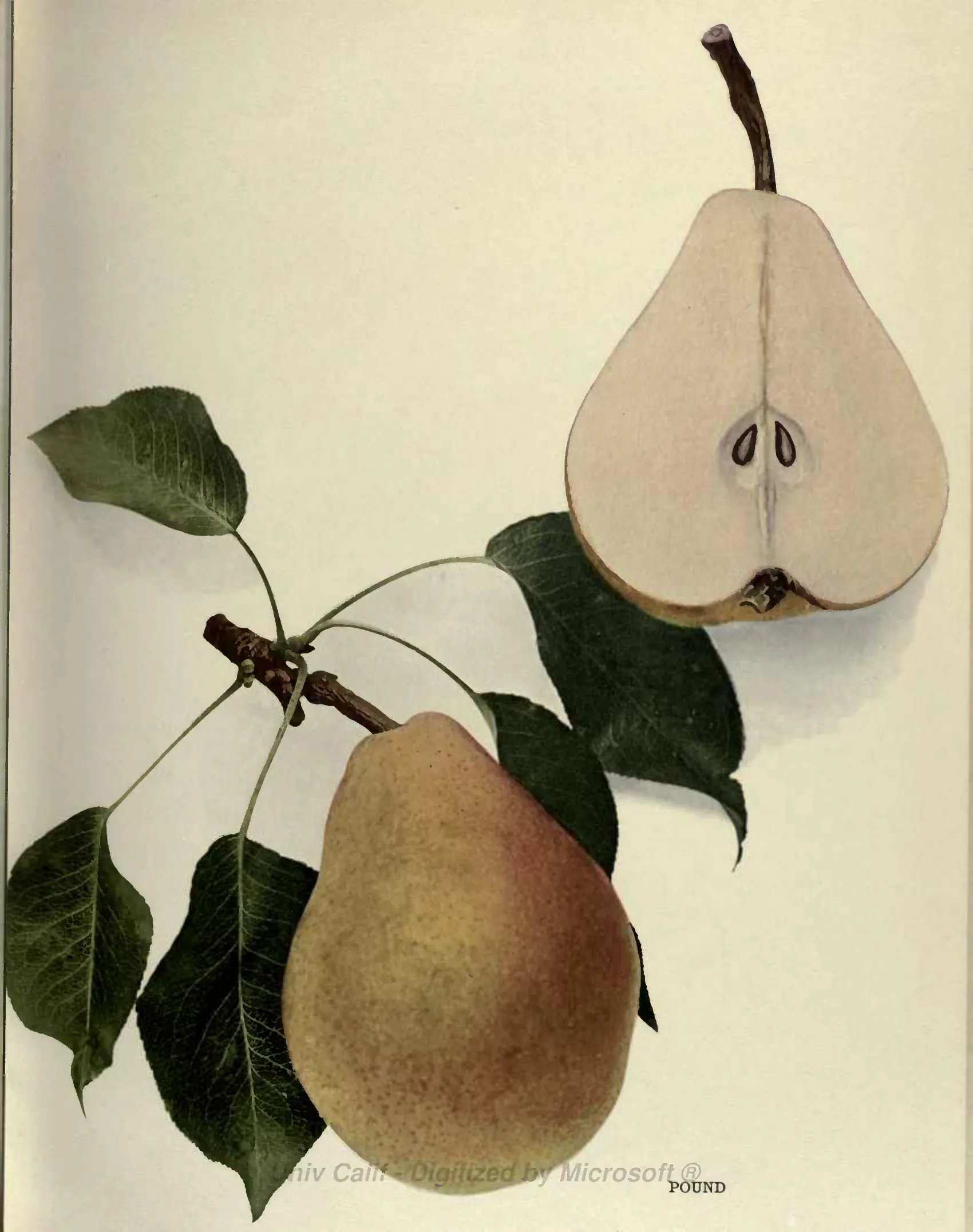 Illustration from Hedrick, The Pears of New York (1921)