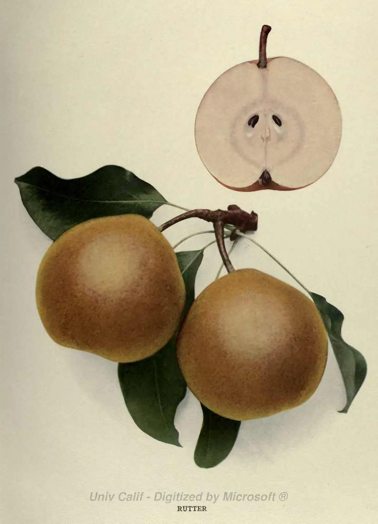 Illustration from Hedrick, The Pears of New York (1921)