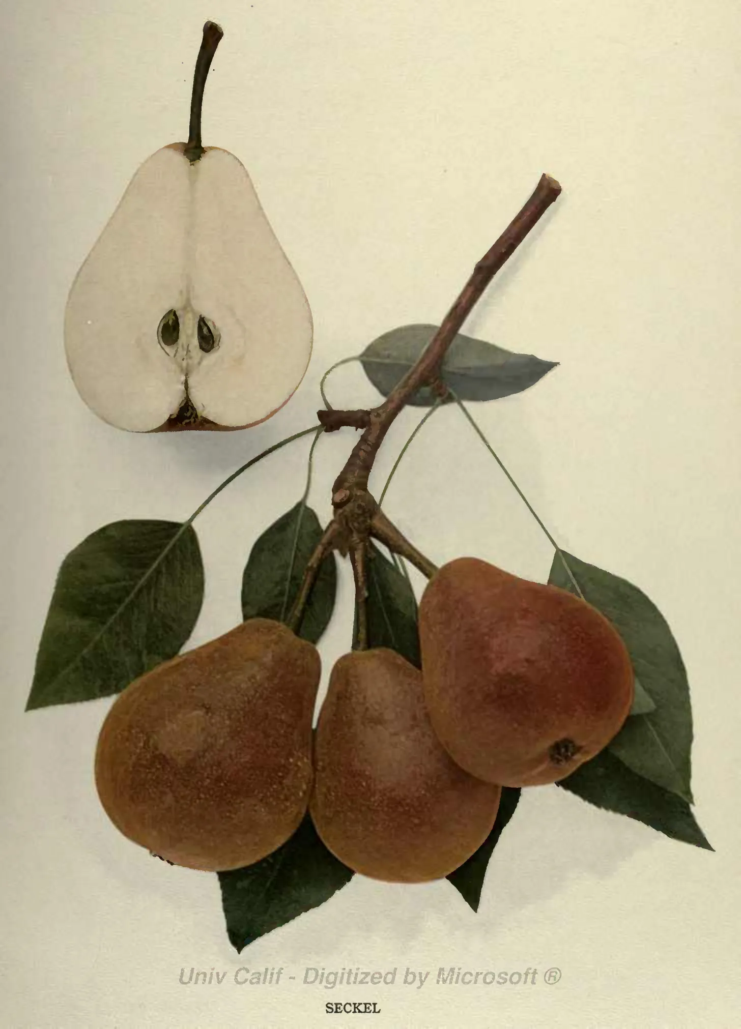 Illustration from Hedrick, The Pears of New York (1921)