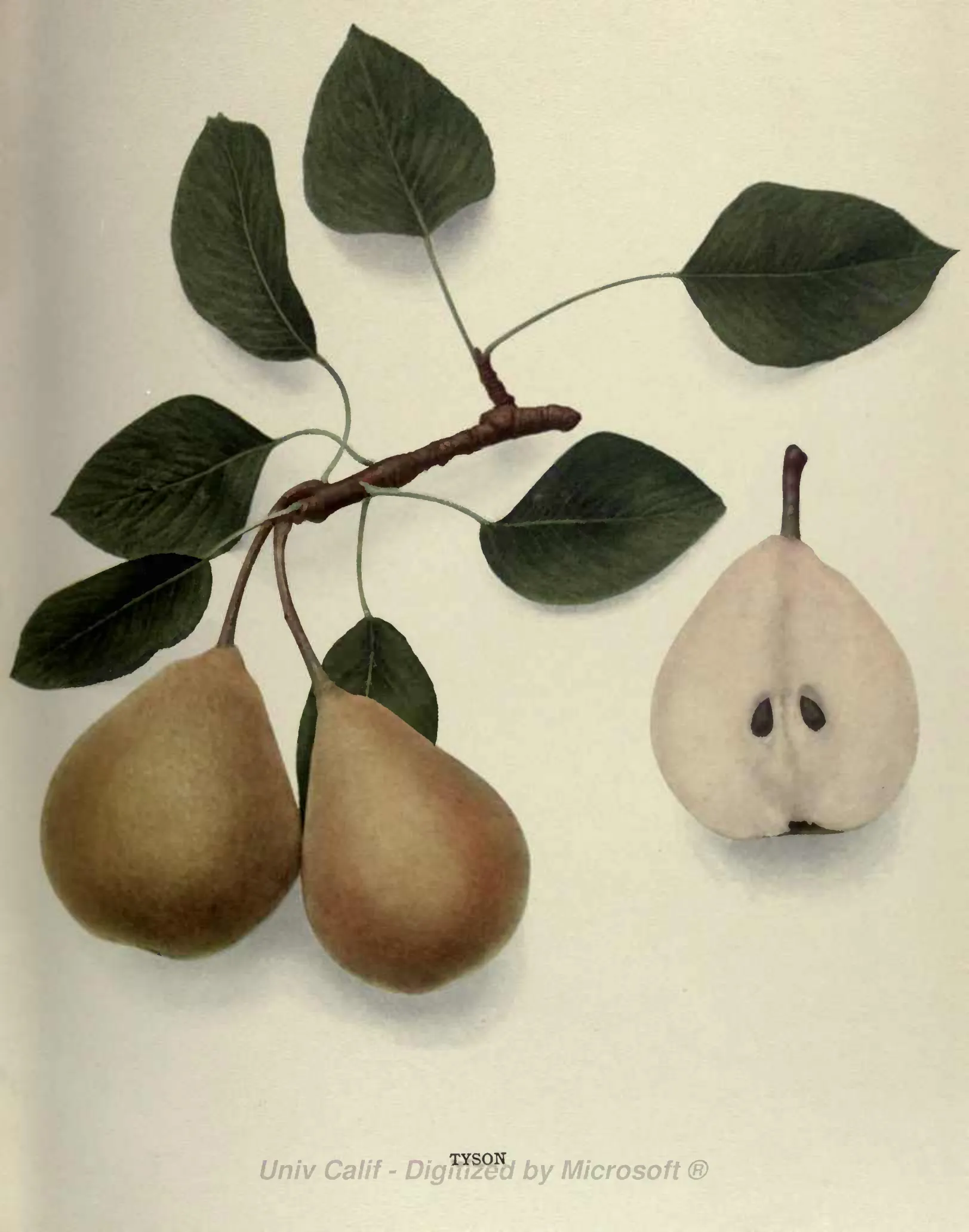 Illustration from Hedrick, The Pears of New York (1921)