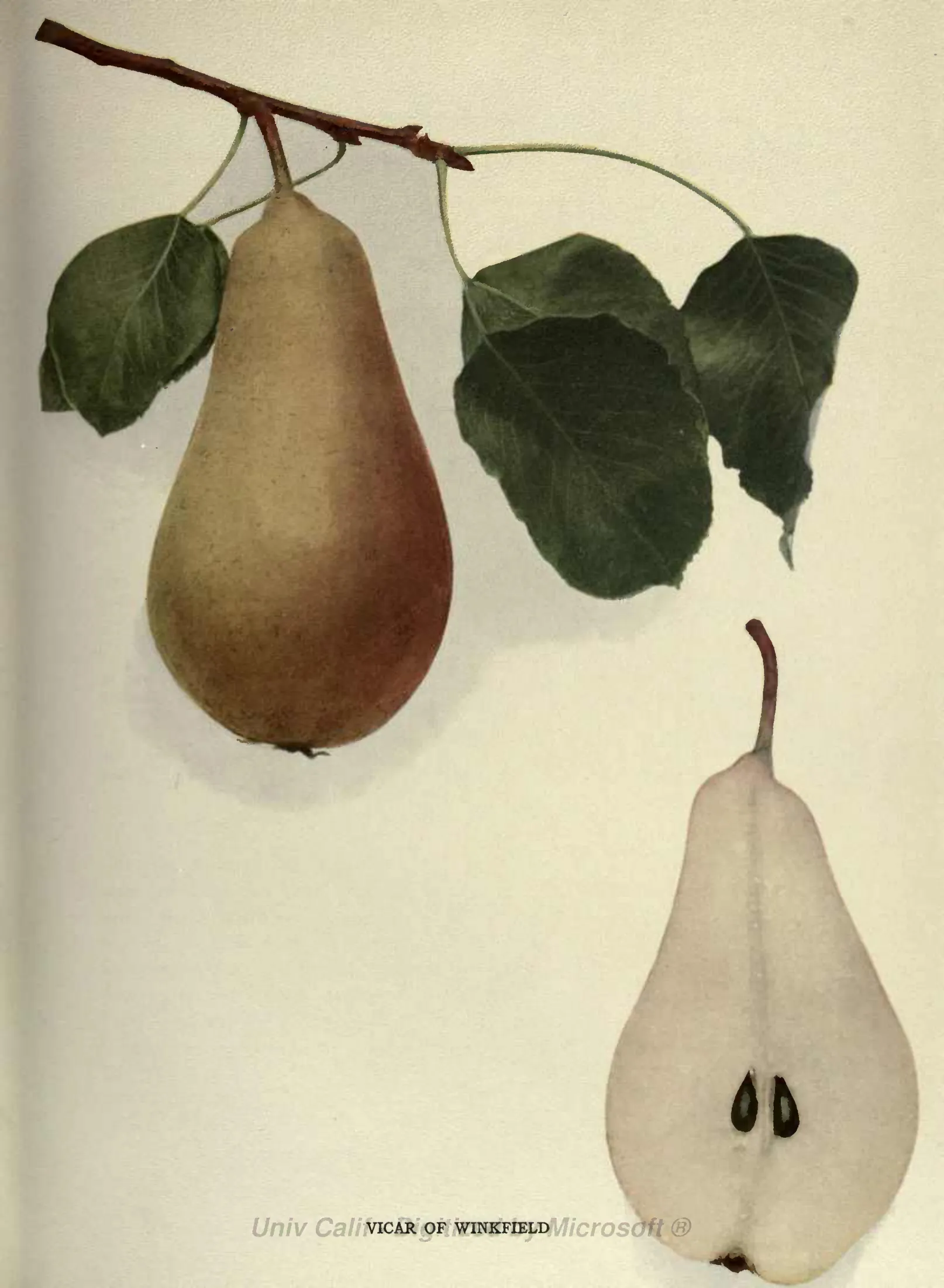 Illustration from Hedrick, The Pears of New York (1921)