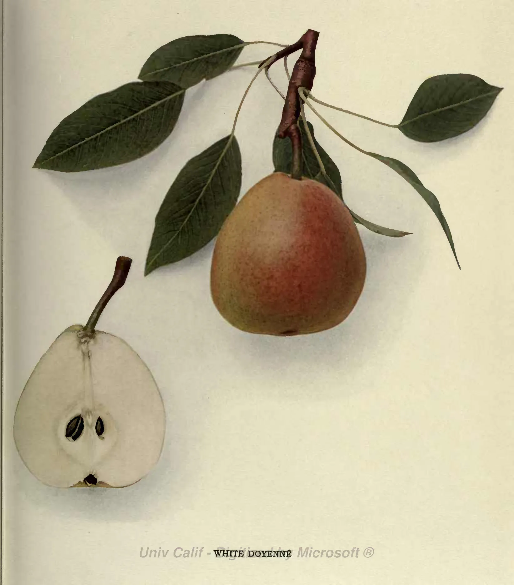 Illustration from Hedrick, The Pears of New York (1921)