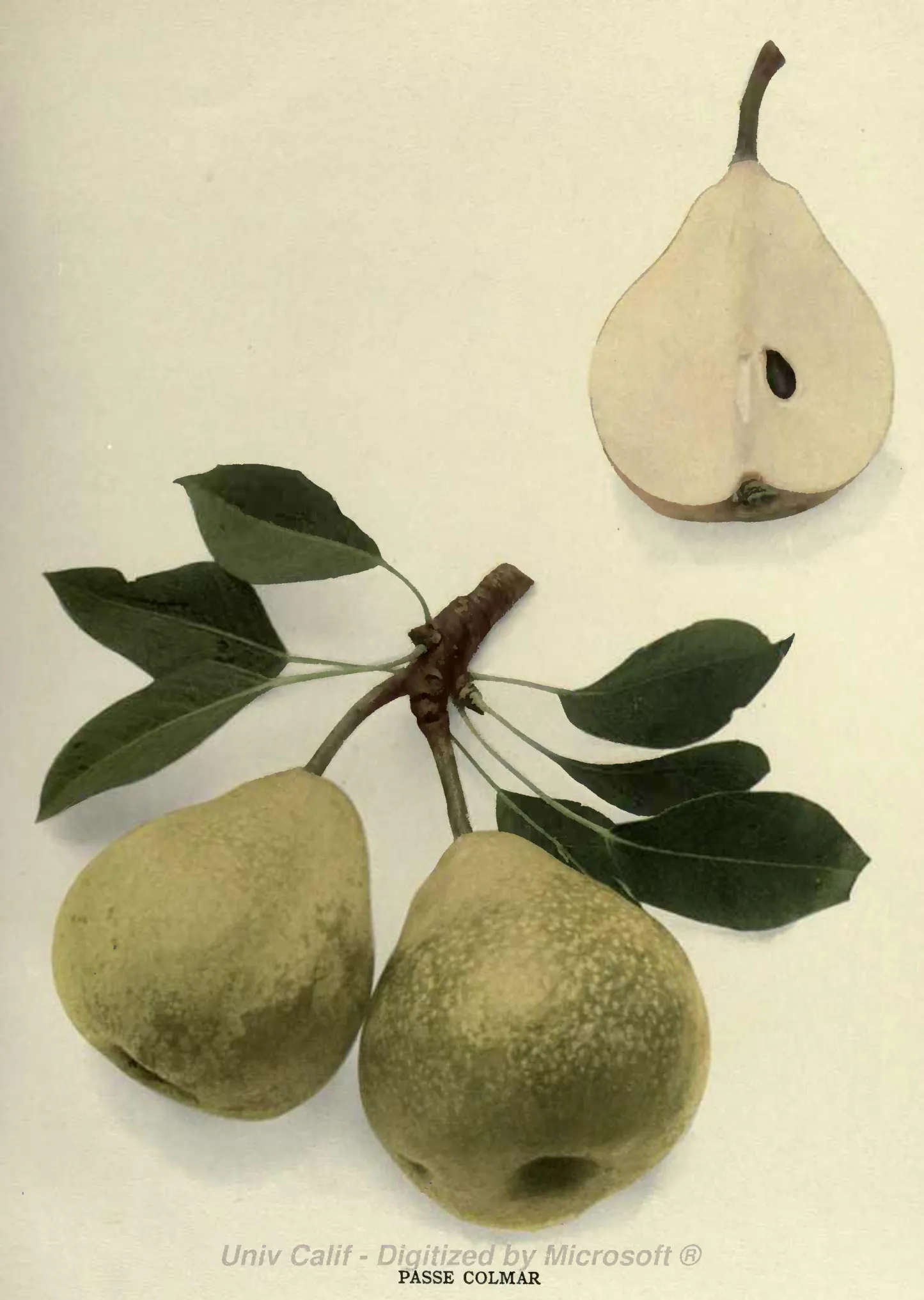 Illustration from Hedrick, The Pears of New York (1921)