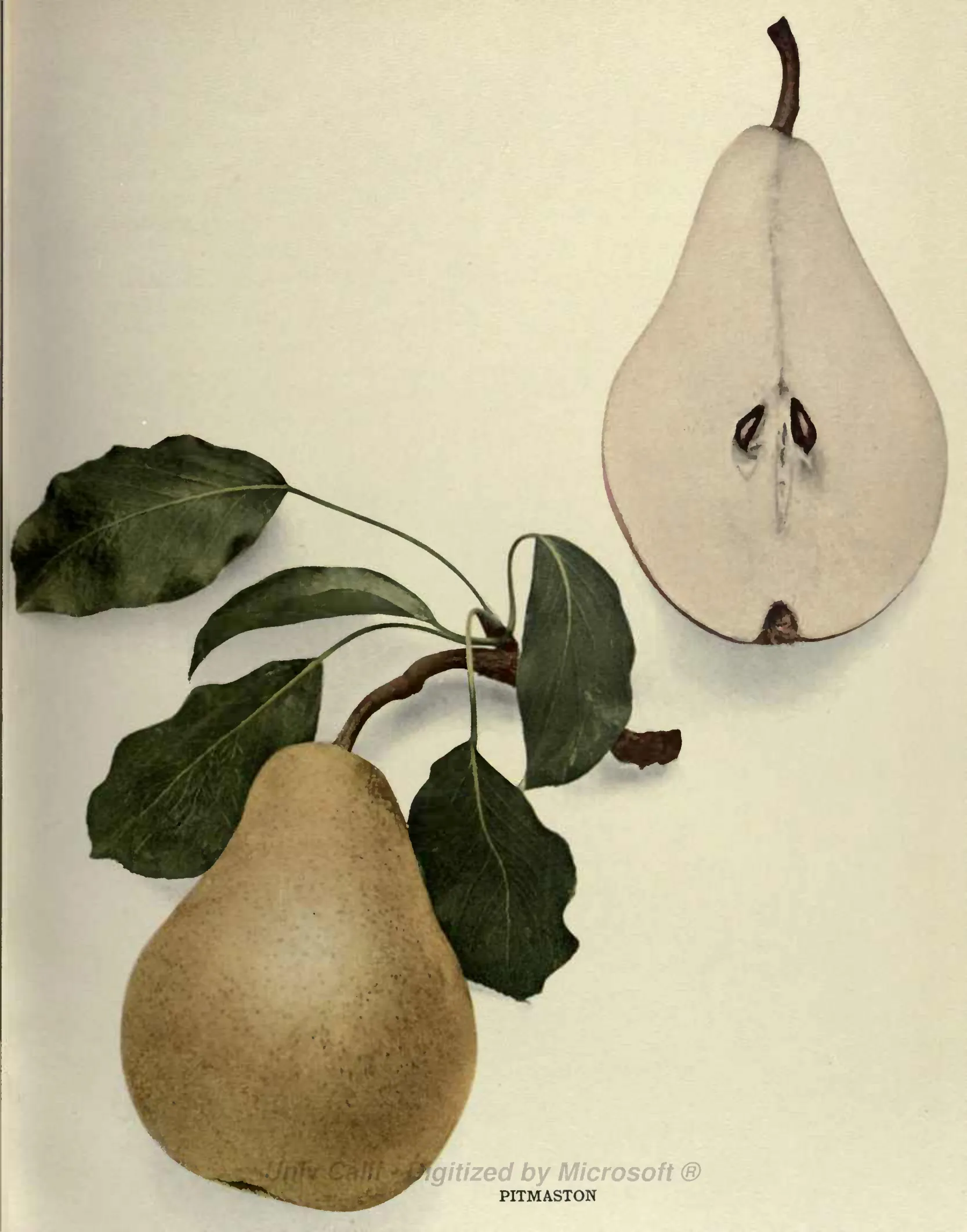 Illustration of Pitmaston