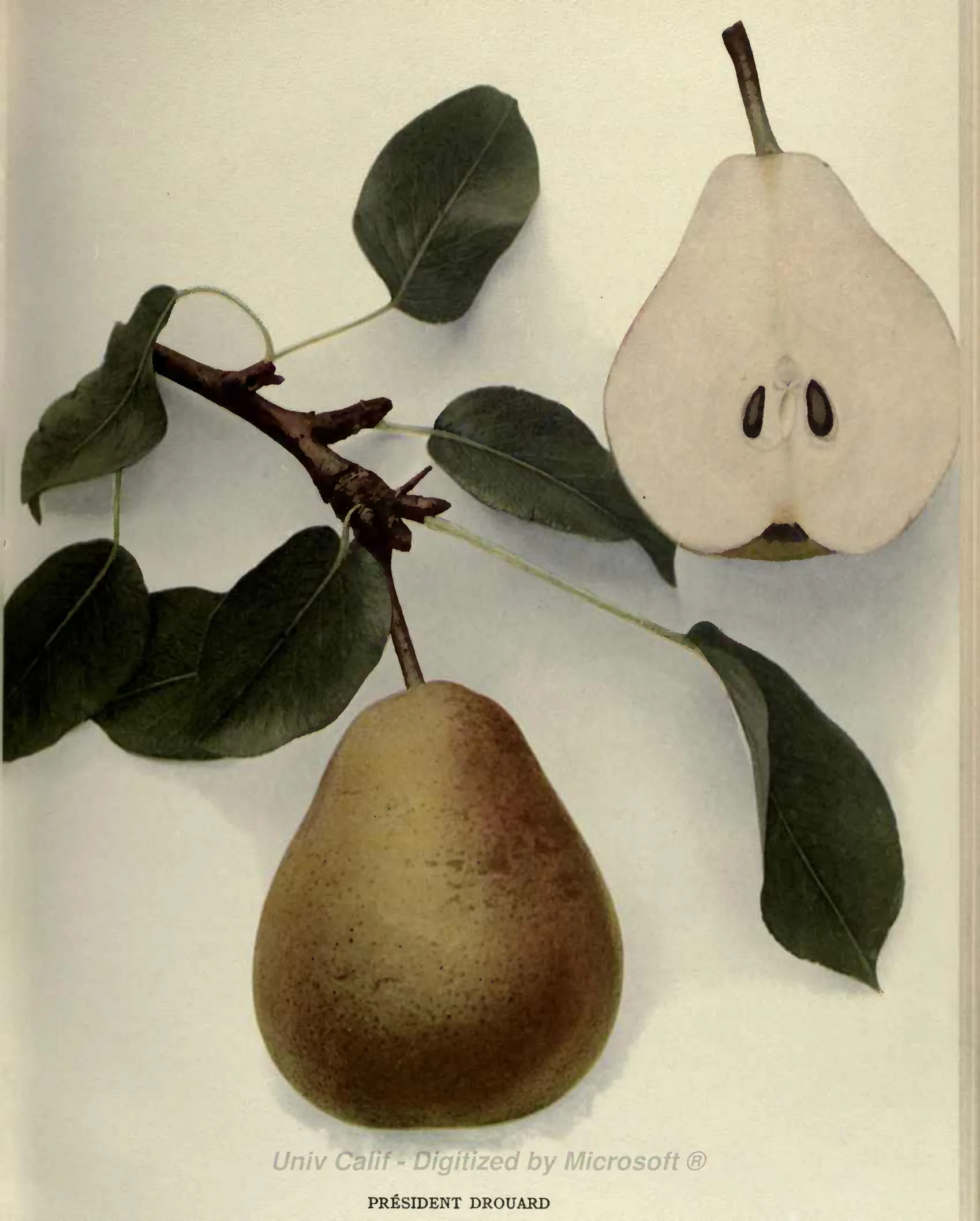 Illustration from Hedrick, The Pears of New York (1921)