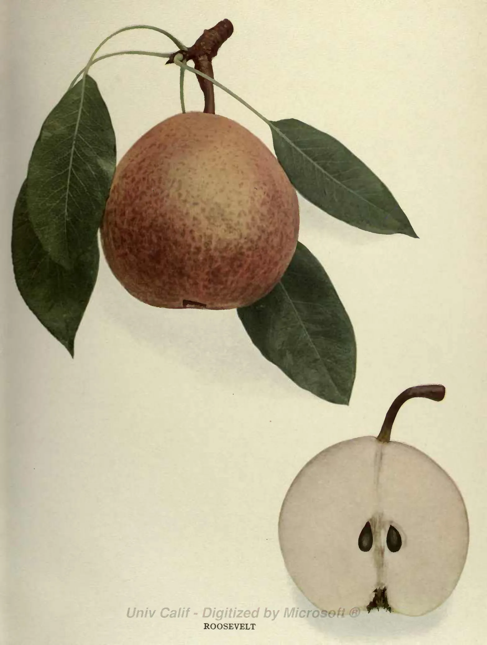 Illustration of Roosevelt