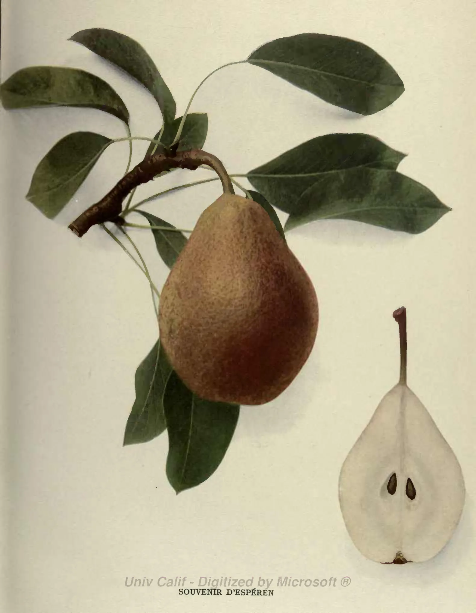 Illustration of Souvenir D'Espéren