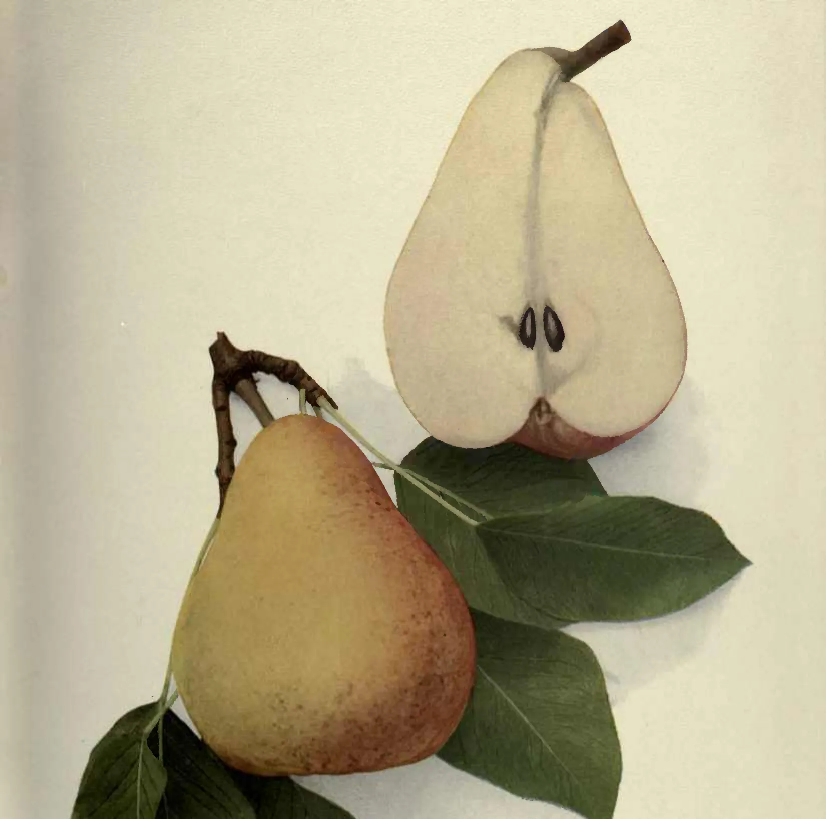 Illustration from Hedrick, The Pears of New York (1921)