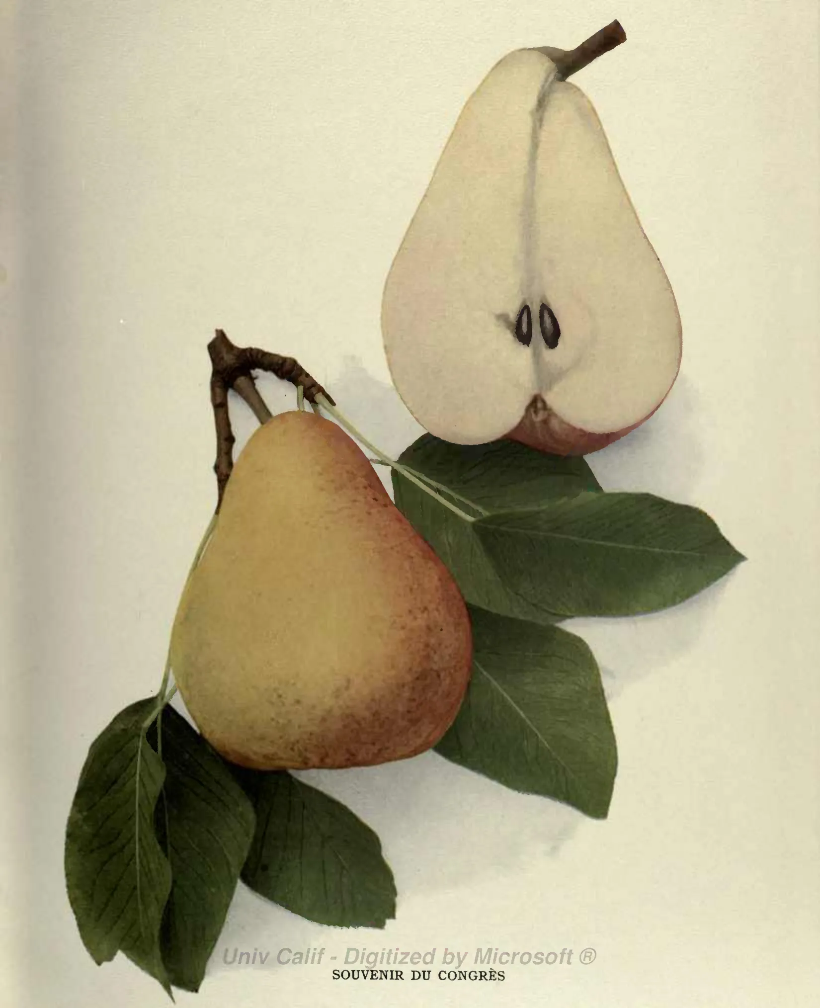 Illustration from Hedrick, The Pears of New York (1921)