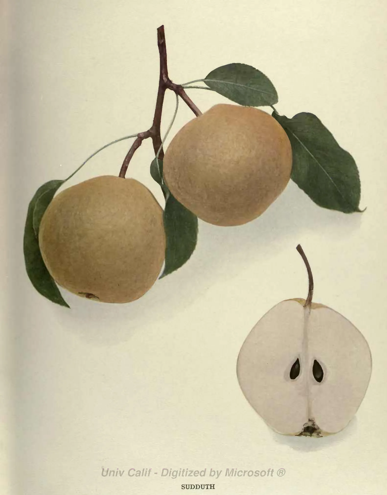 Illustration from Hedrick, The Pears of New York (1921)