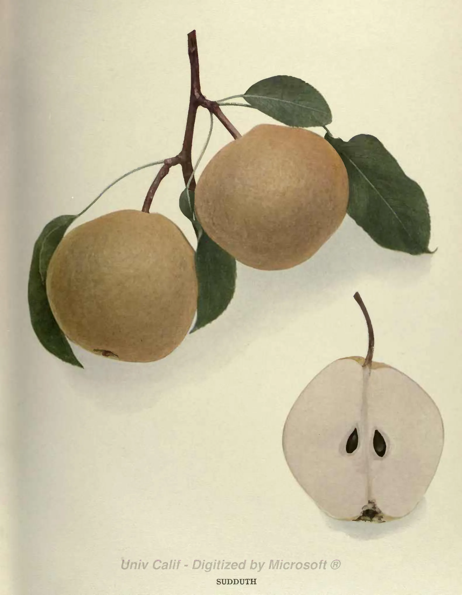 Illustration from Hedrick, The Pears of New York (1921)