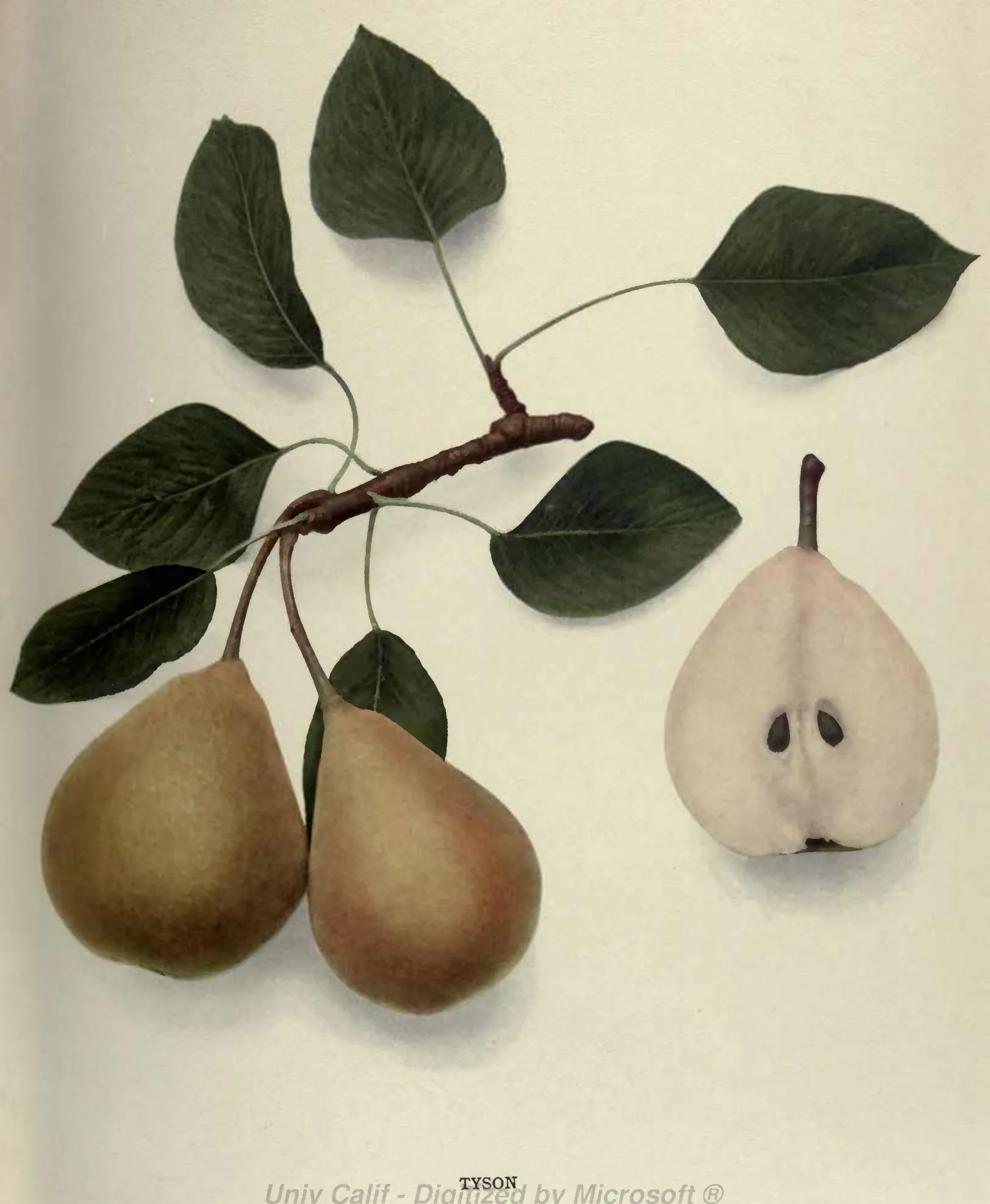 Illustration from Hedrick, The Pears of New York (1921)