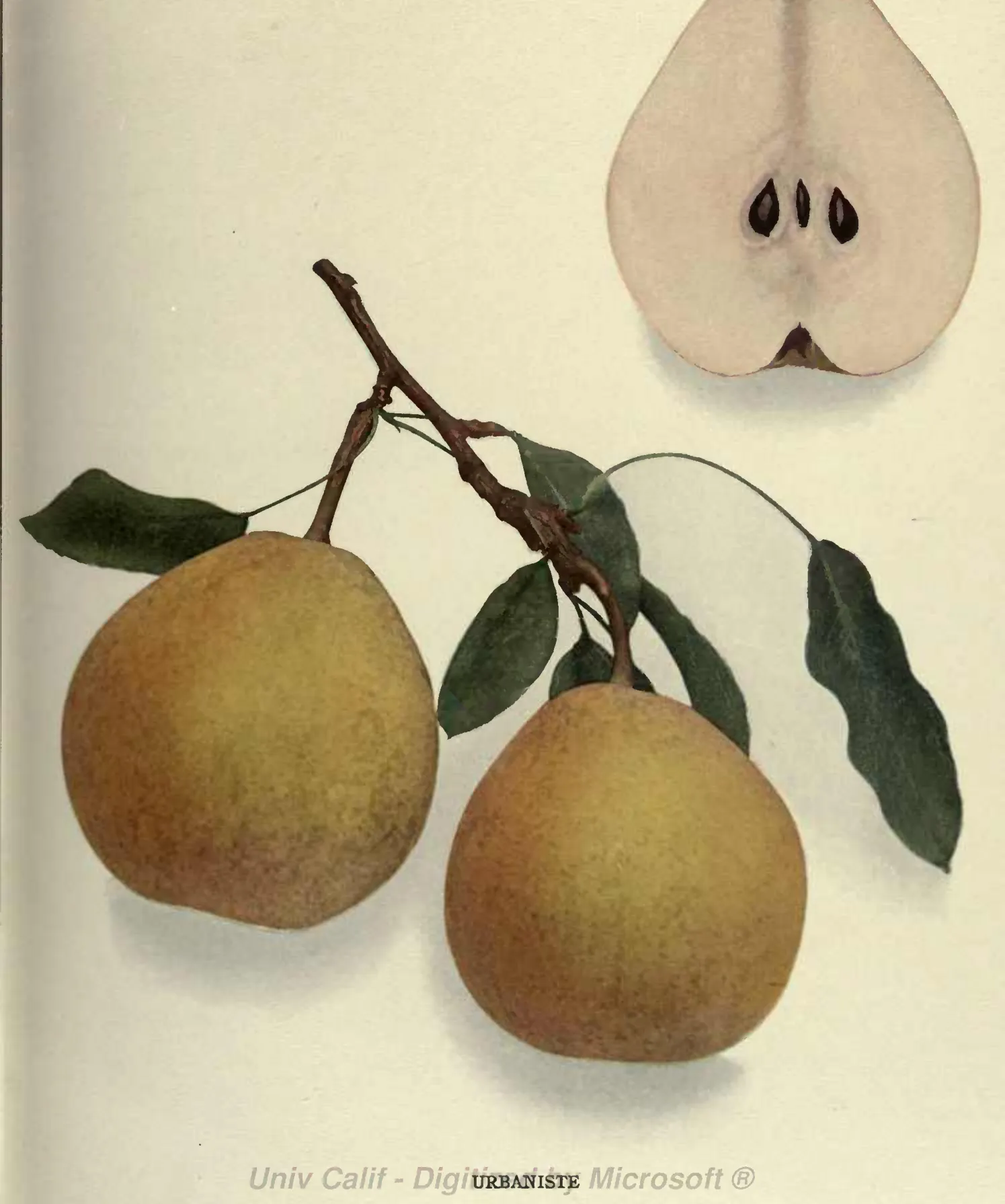 Illustration from Hedrick, The Pears of New York (1921)