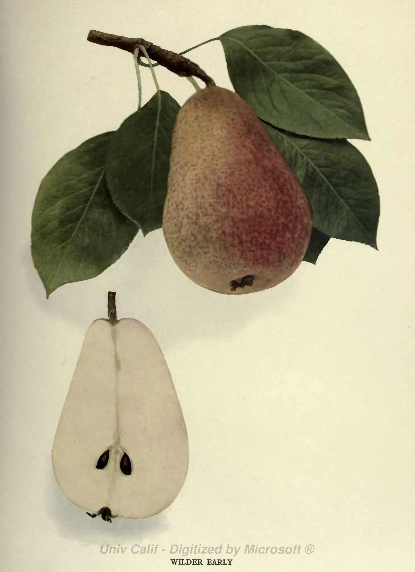 Illustration from Hedrick, The Pears of New York (1921)
