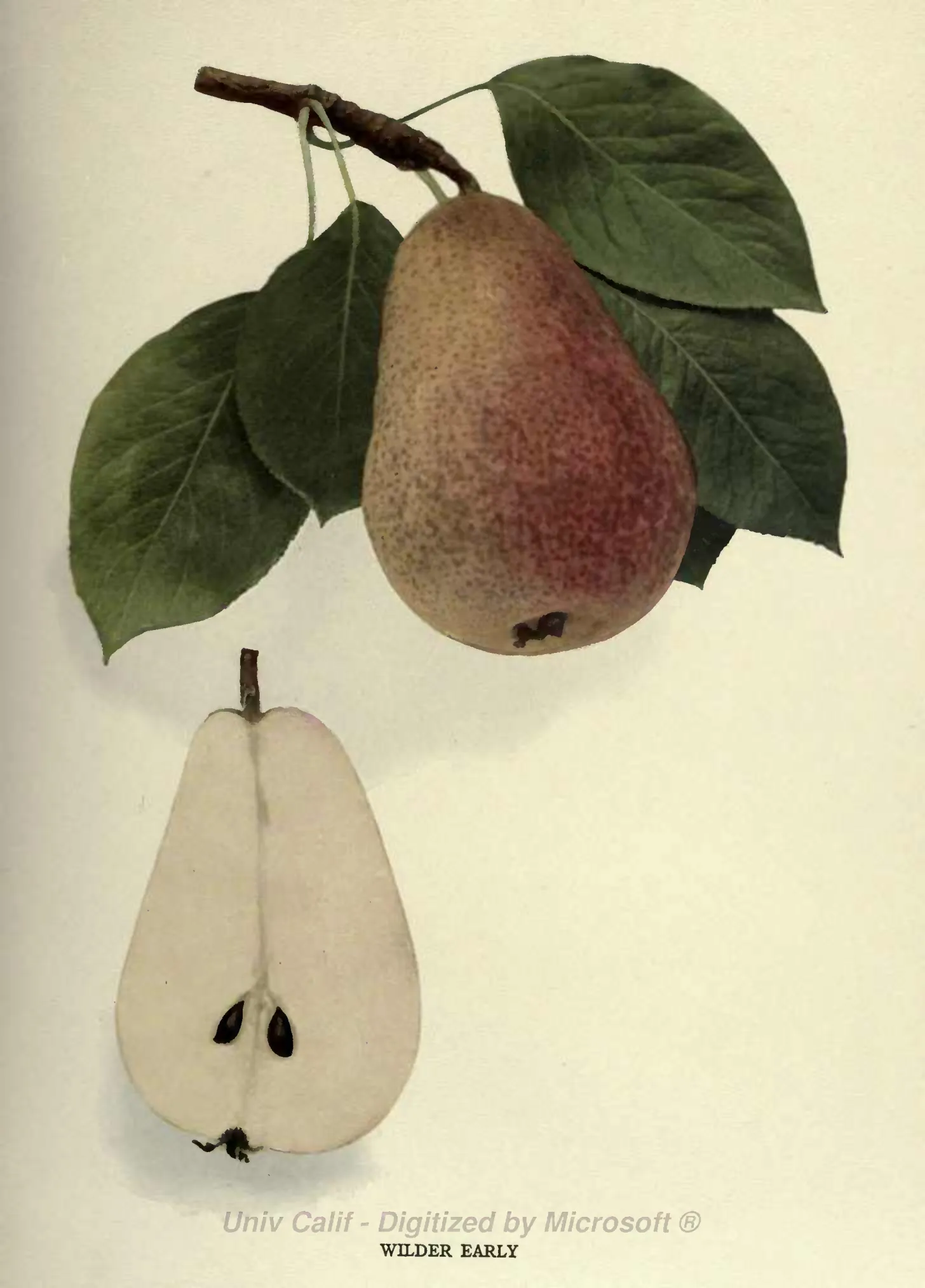 Illustration from Hedrick, The Pears of New York (1921)