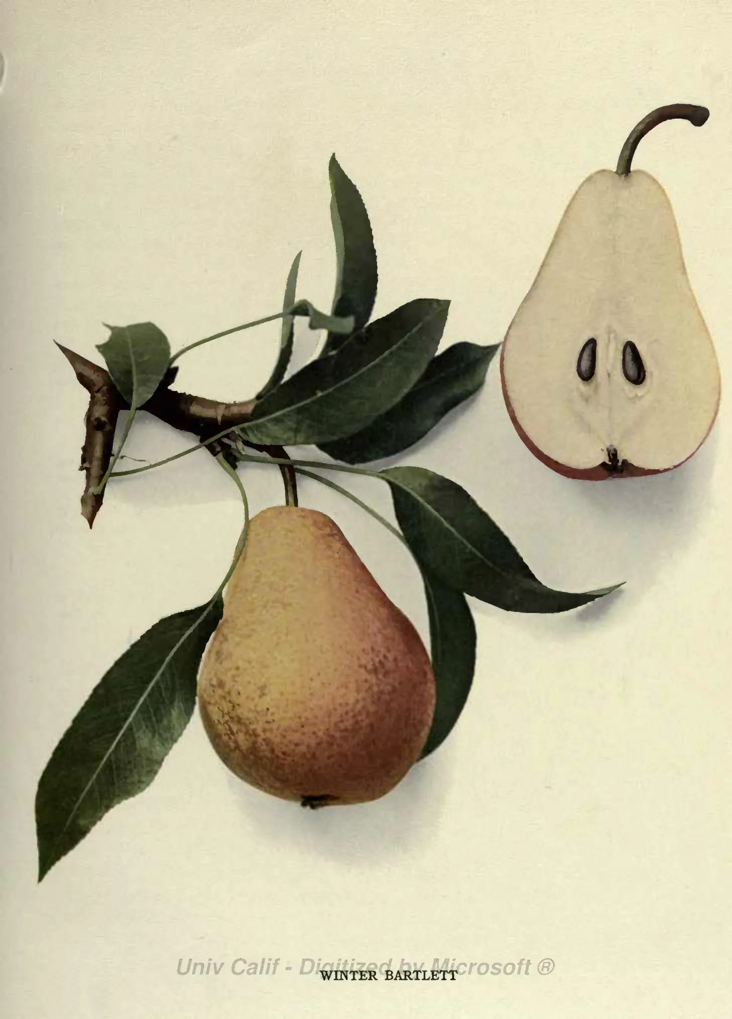 Illustration from Hedrick, The Pears of New York (1921)