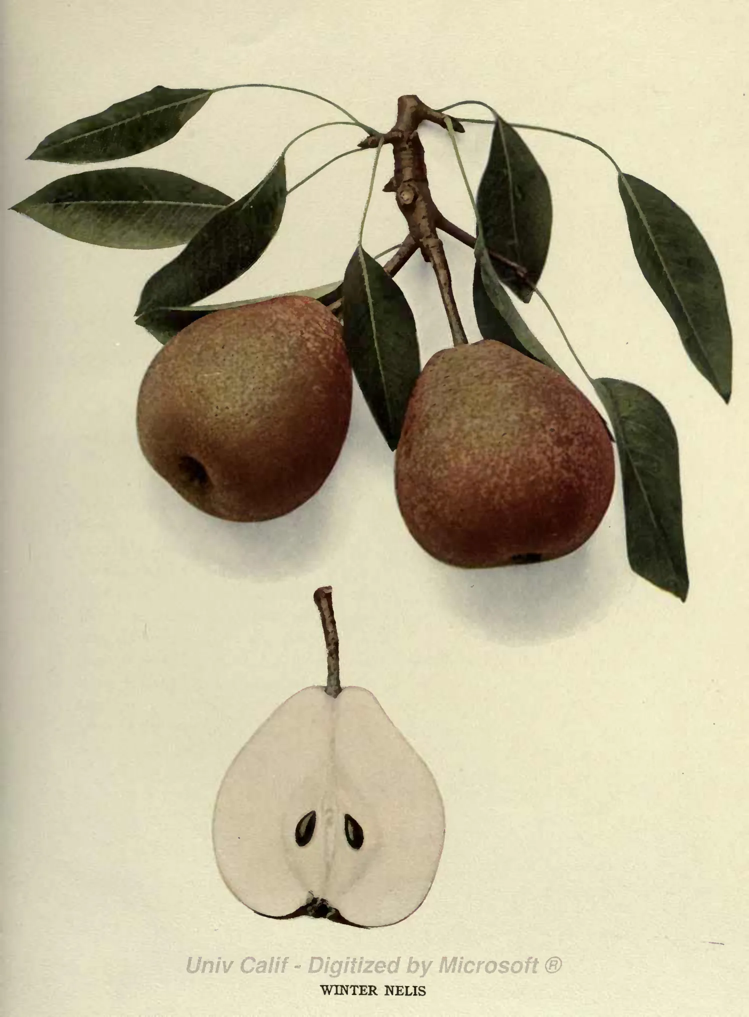 Illustration from Hedrick, The Pears of New York (1921)