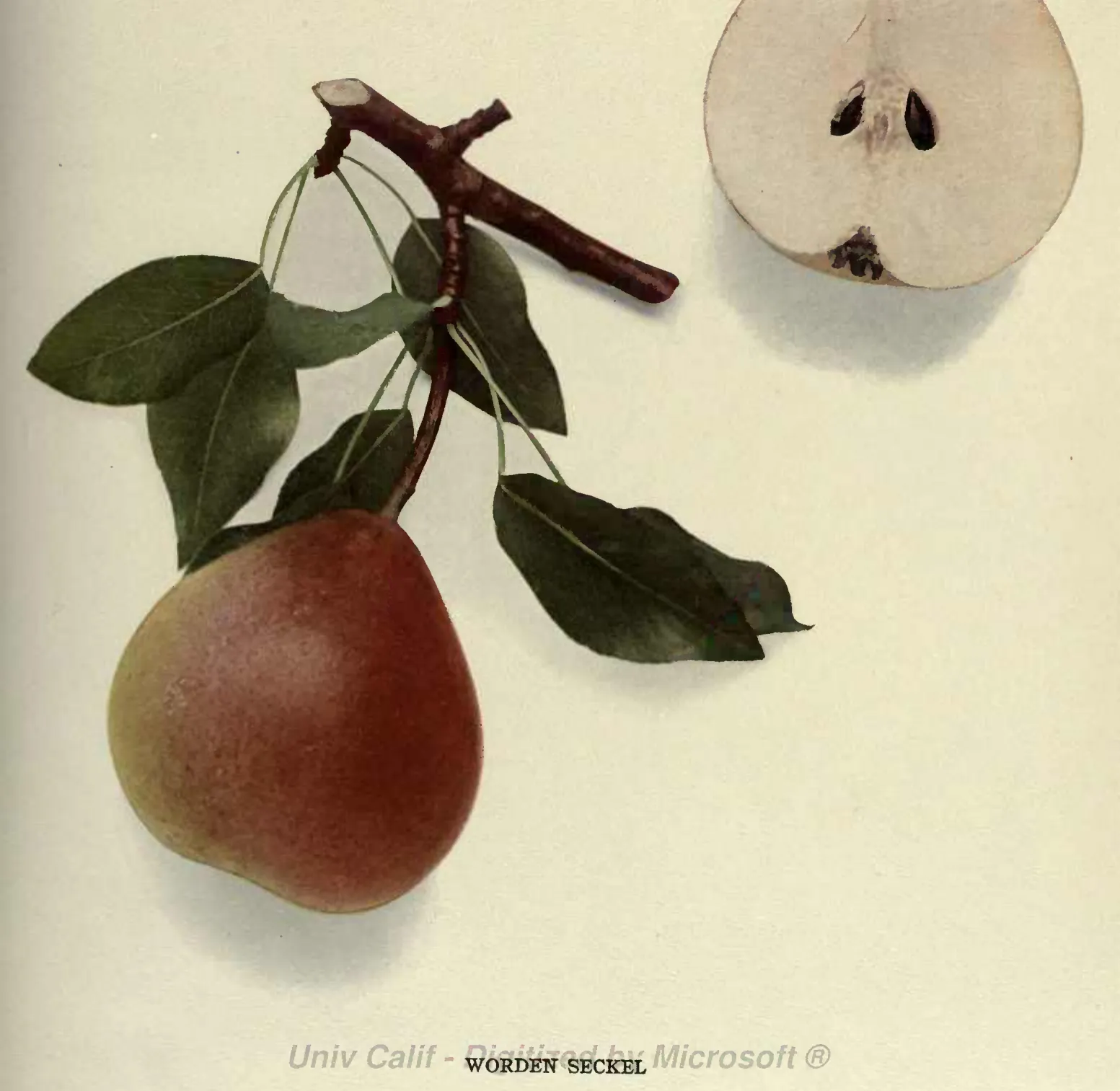 Illustration from Hedrick, The Pears of New York (1921)