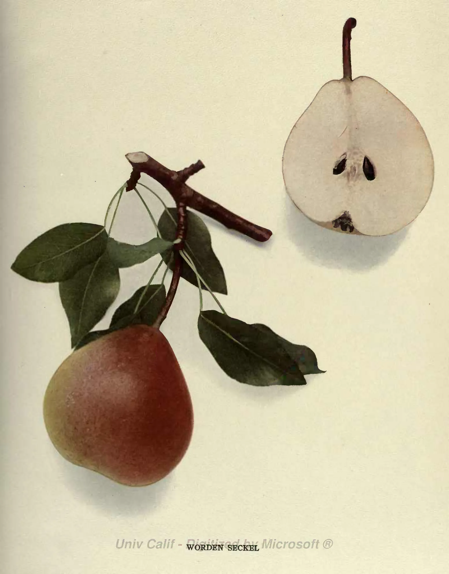 Illustration from Hedrick, The Pears of New York (1921)