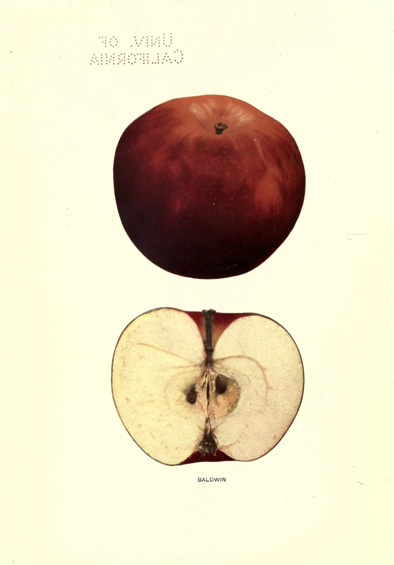 Illustration from Hedrick, Cyclopedia of Hardy Fruits (1922)
