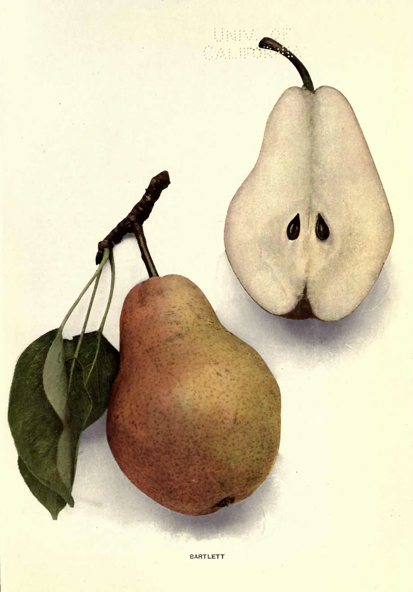 Illustration from Hedrick, Cyclopedia of Hardy Fruits (1922)