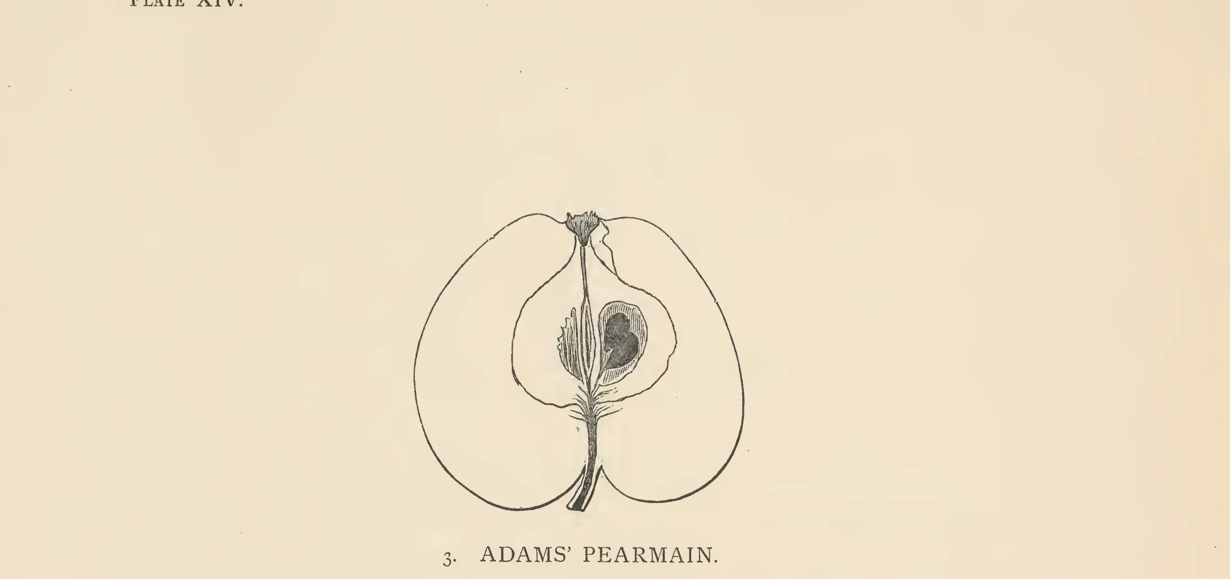 Illustration from The Herefordshire Pomona (1876–1885)