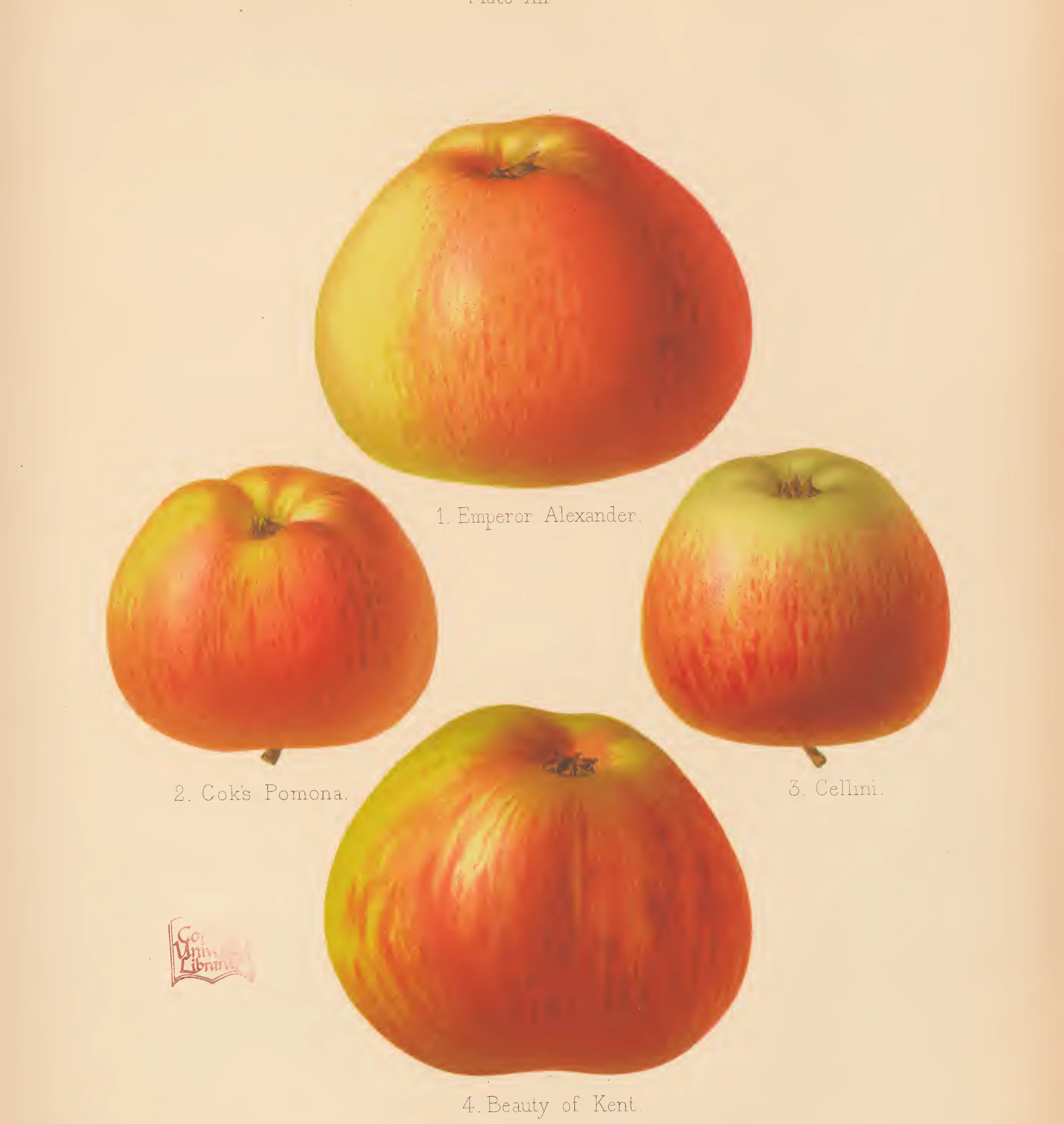 Illustration from The Herefordshire Pomona (1876–1885)