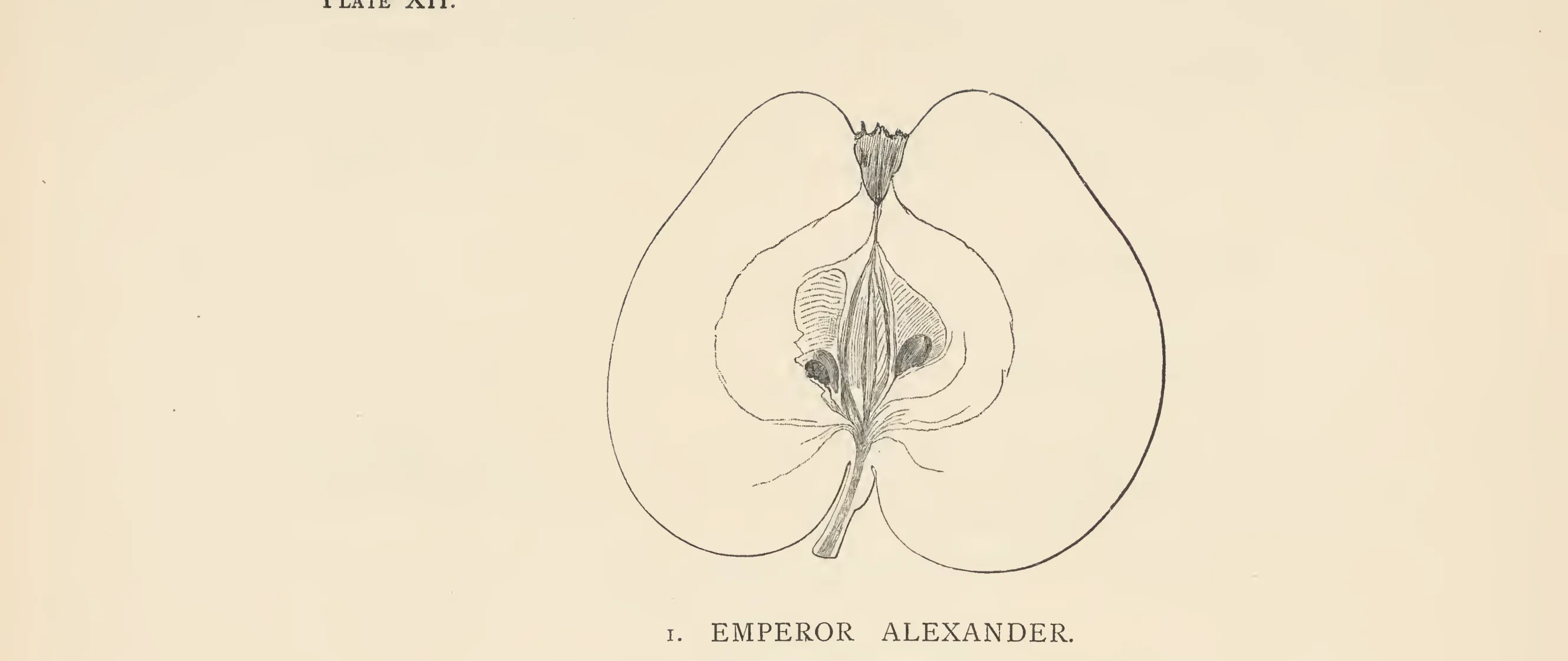 Illustration from The Herefordshire Pomona (1876–1885)