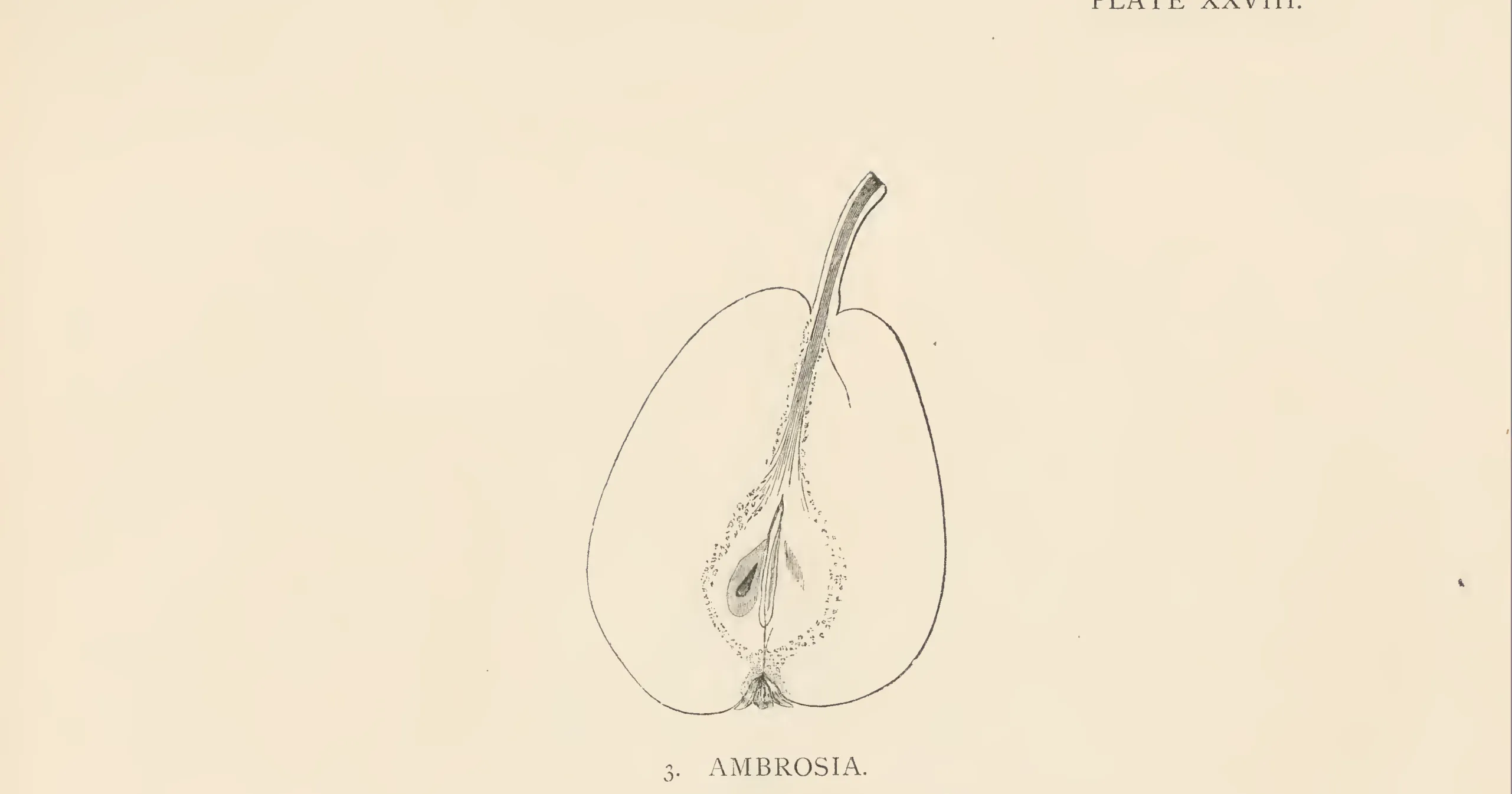 Illustration from The Herefordshire Pomona (1876–1885)