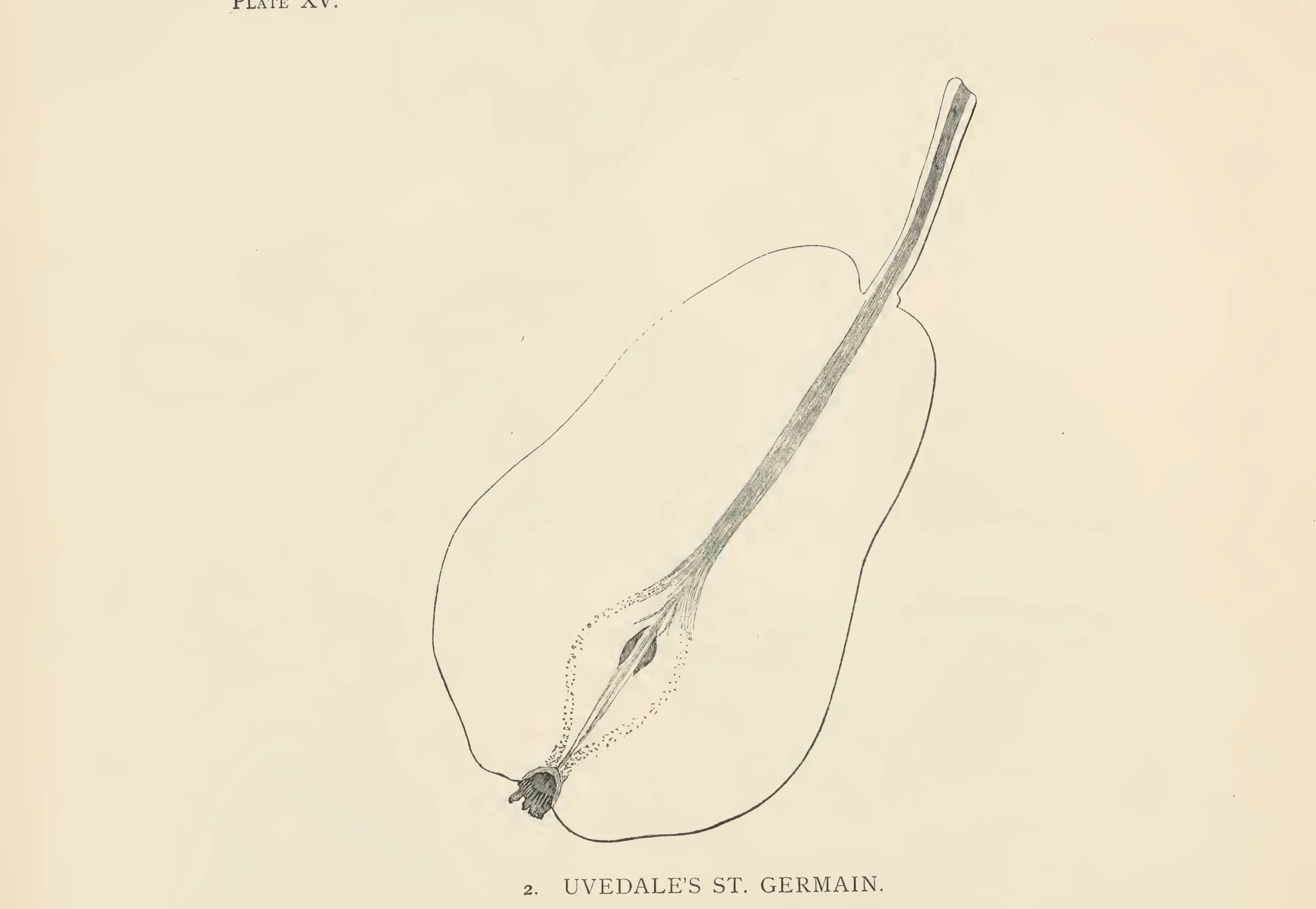 Illustration of Angora