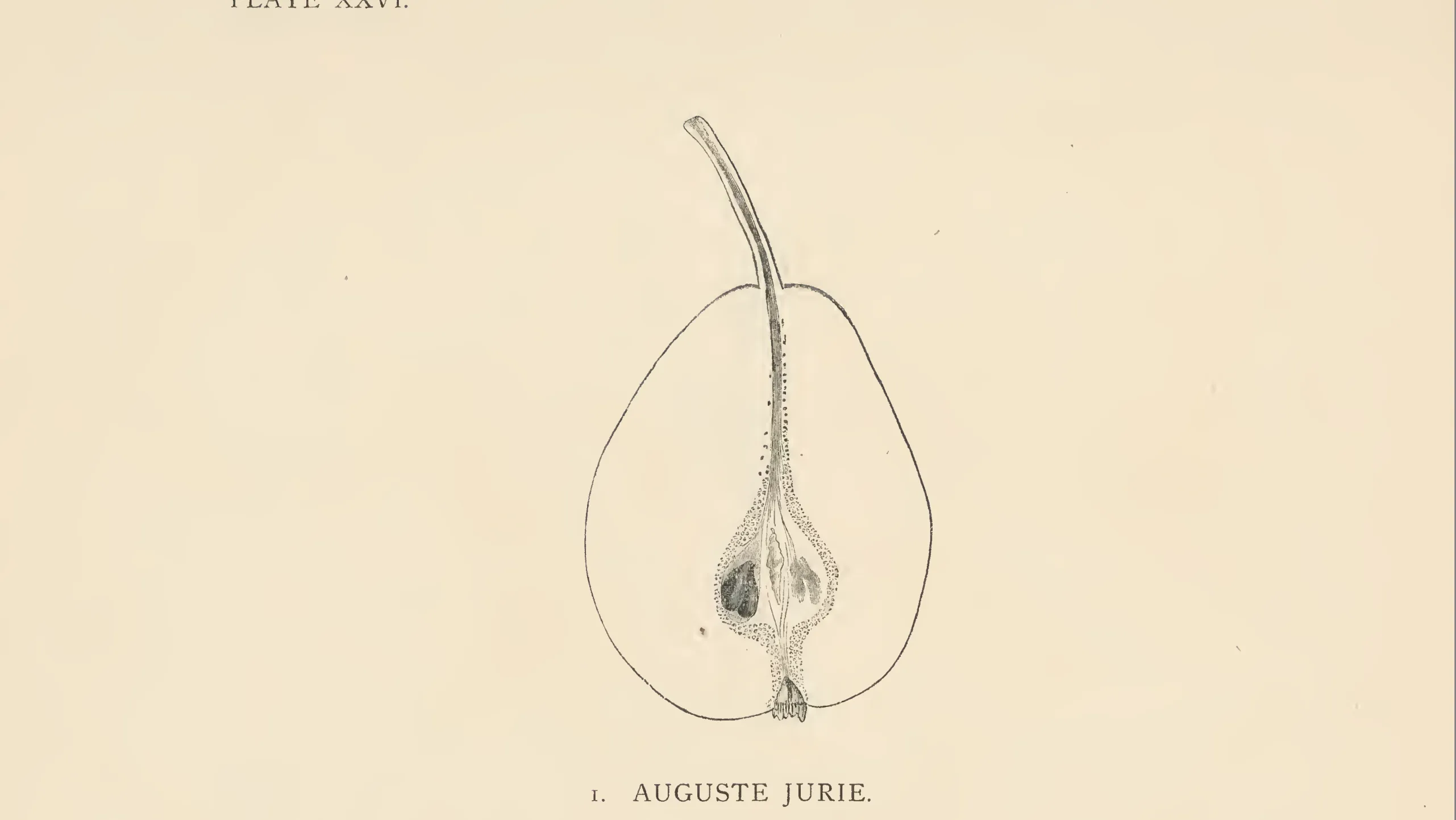Illustration from The Herefordshire Pomona (1876–1885)