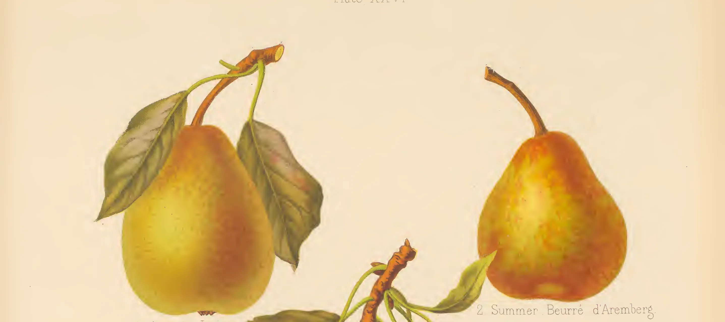 Illustration from The Herefordshire Pomona (1876–1885)