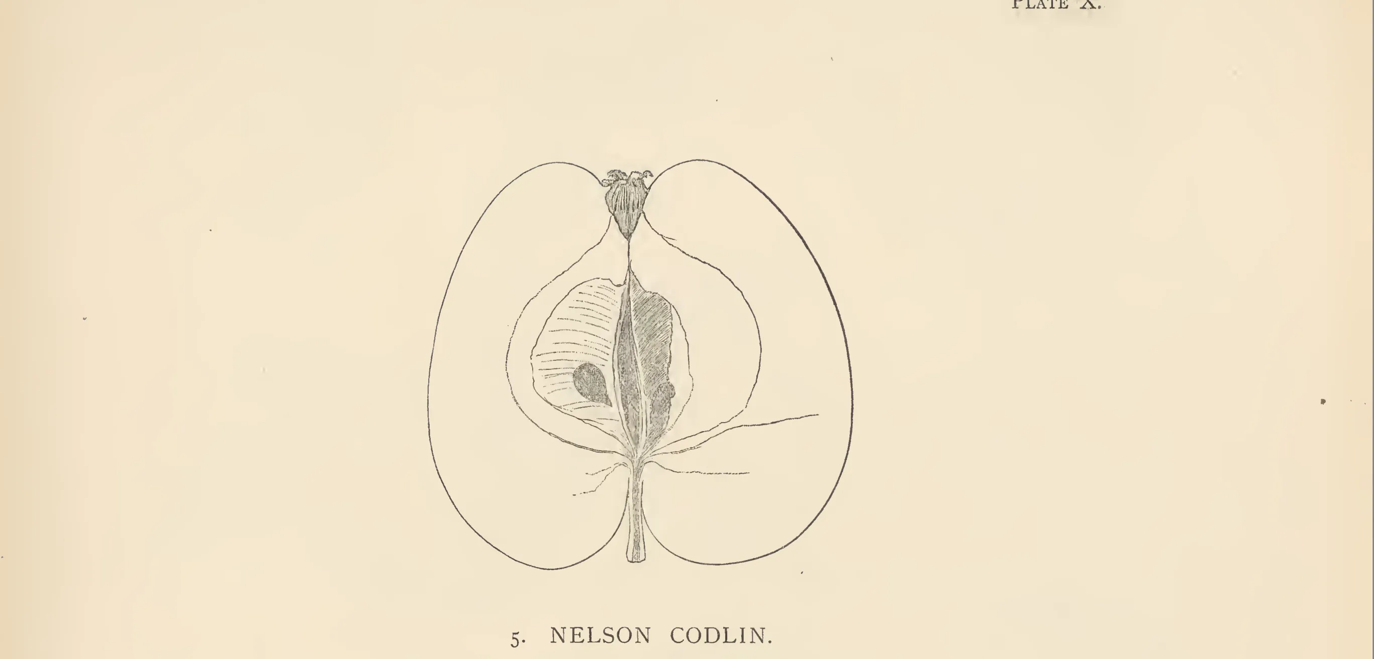 Illustration of Backhouse's Lord Nelson