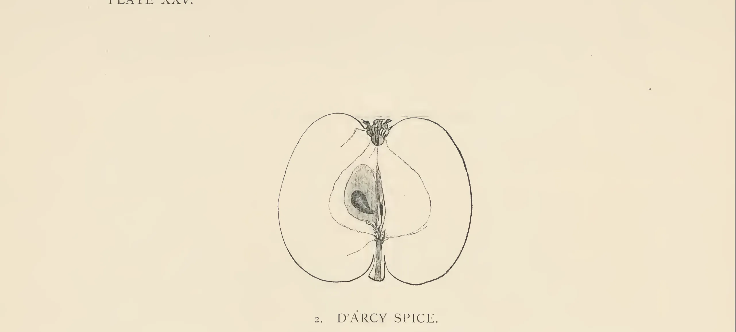 Illustration from The Herefordshire Pomona (1876–1885)