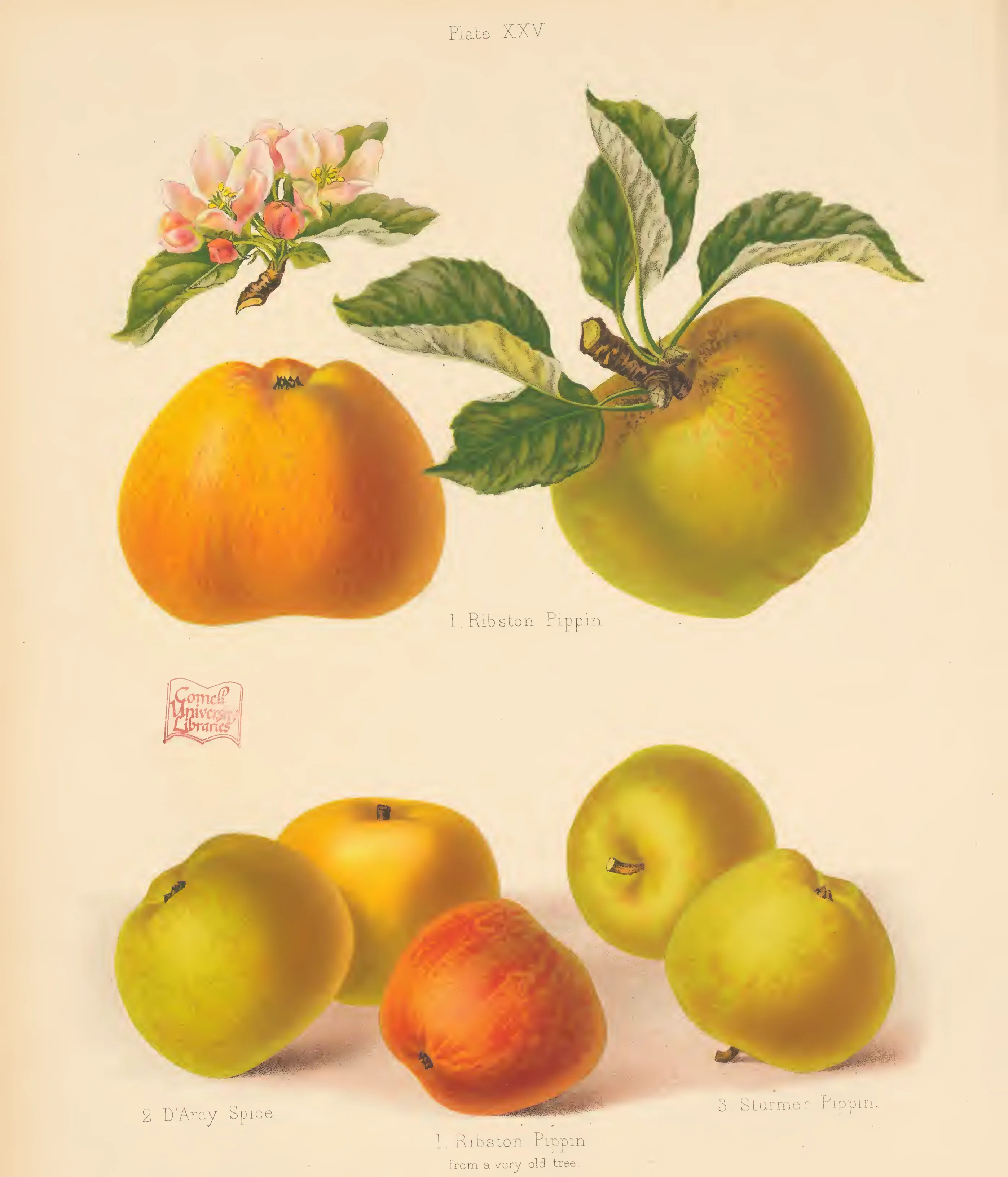 Illustration from The Herefordshire Pomona (1876–1885)